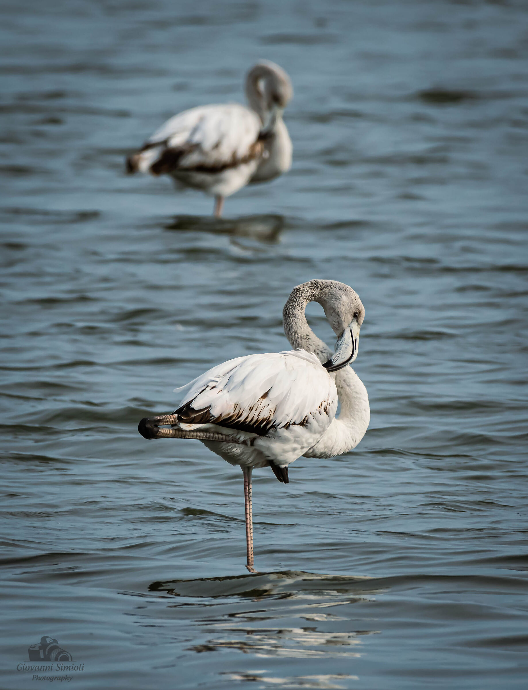 Fenicotteri in Valle Cavanata, Fossalon di Grado (go)