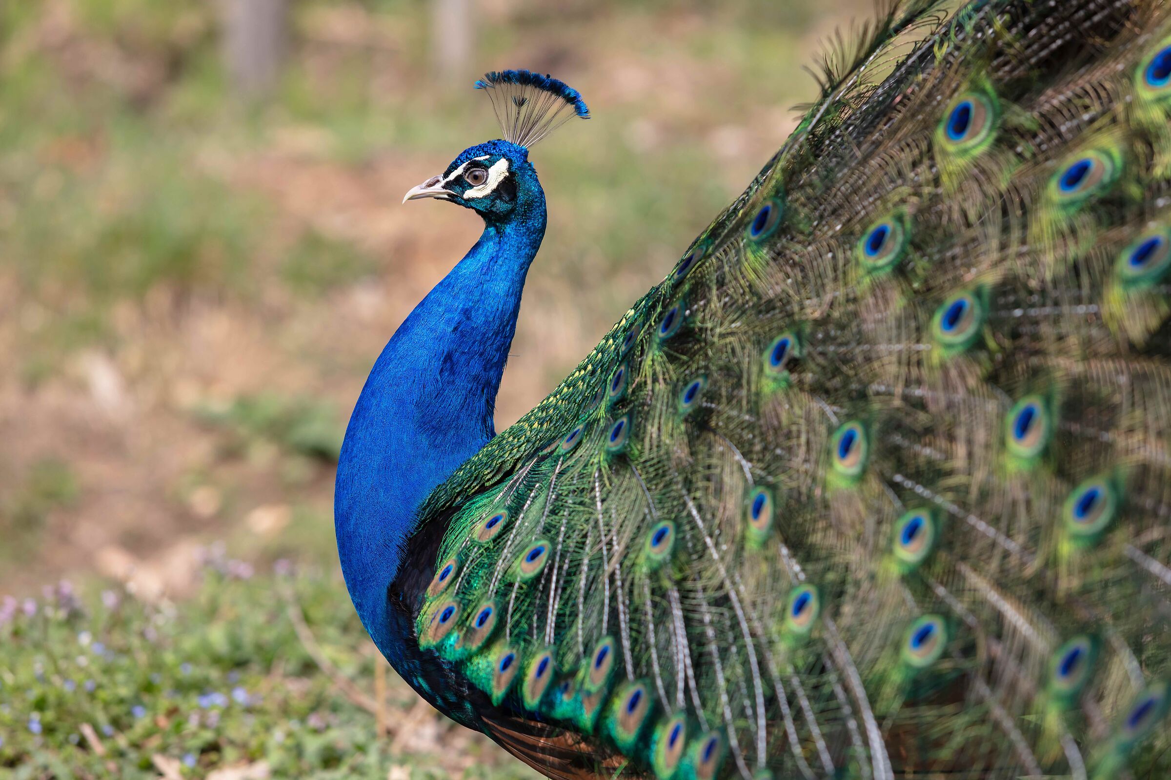 La bellezza in forma di piume