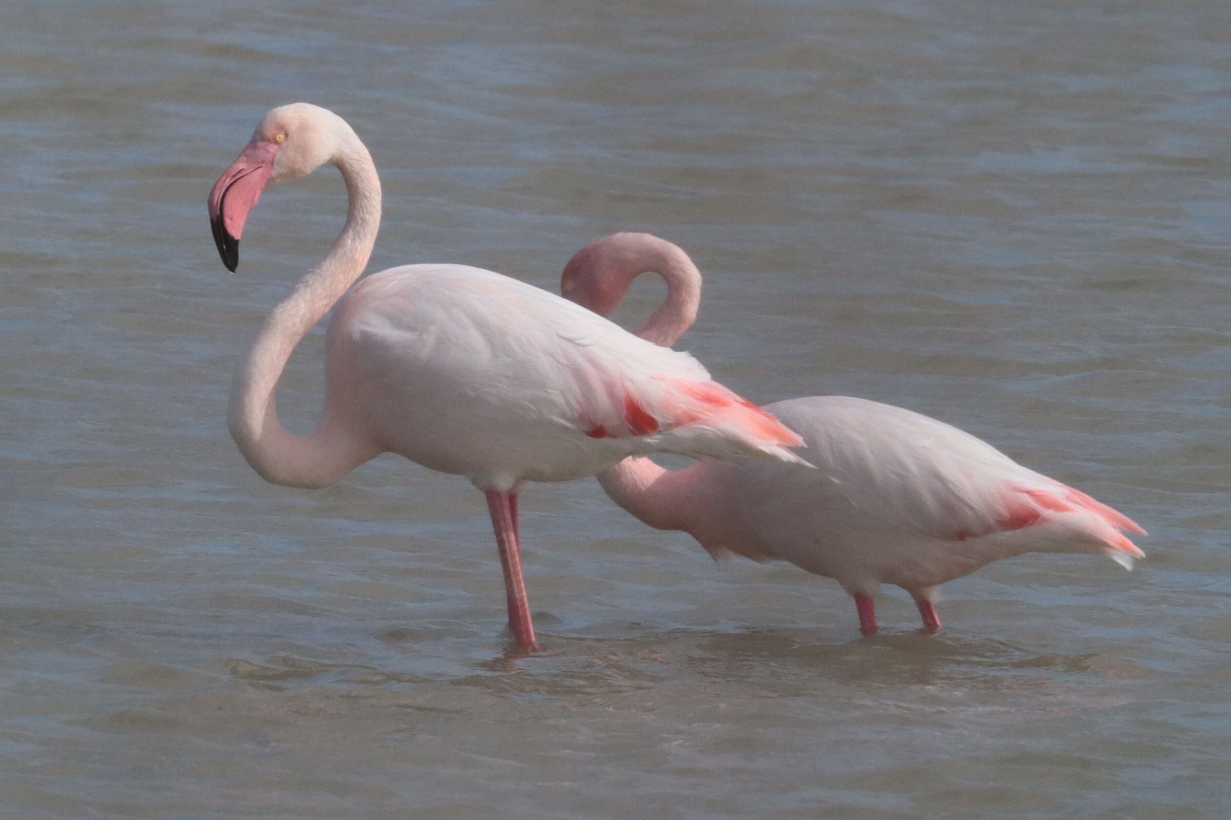 Flamingoes