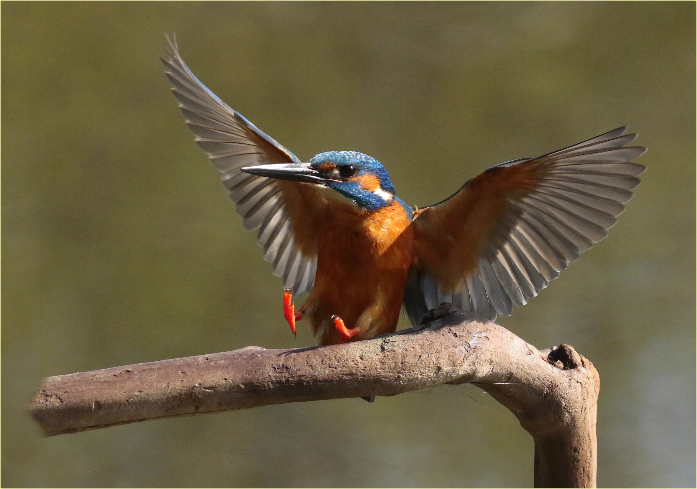 '' Kingfisher ''