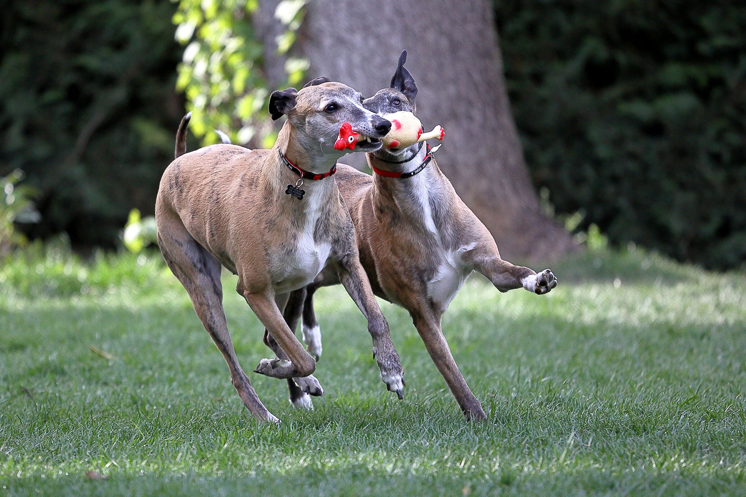 Primi scatti con R6 - Test raffica