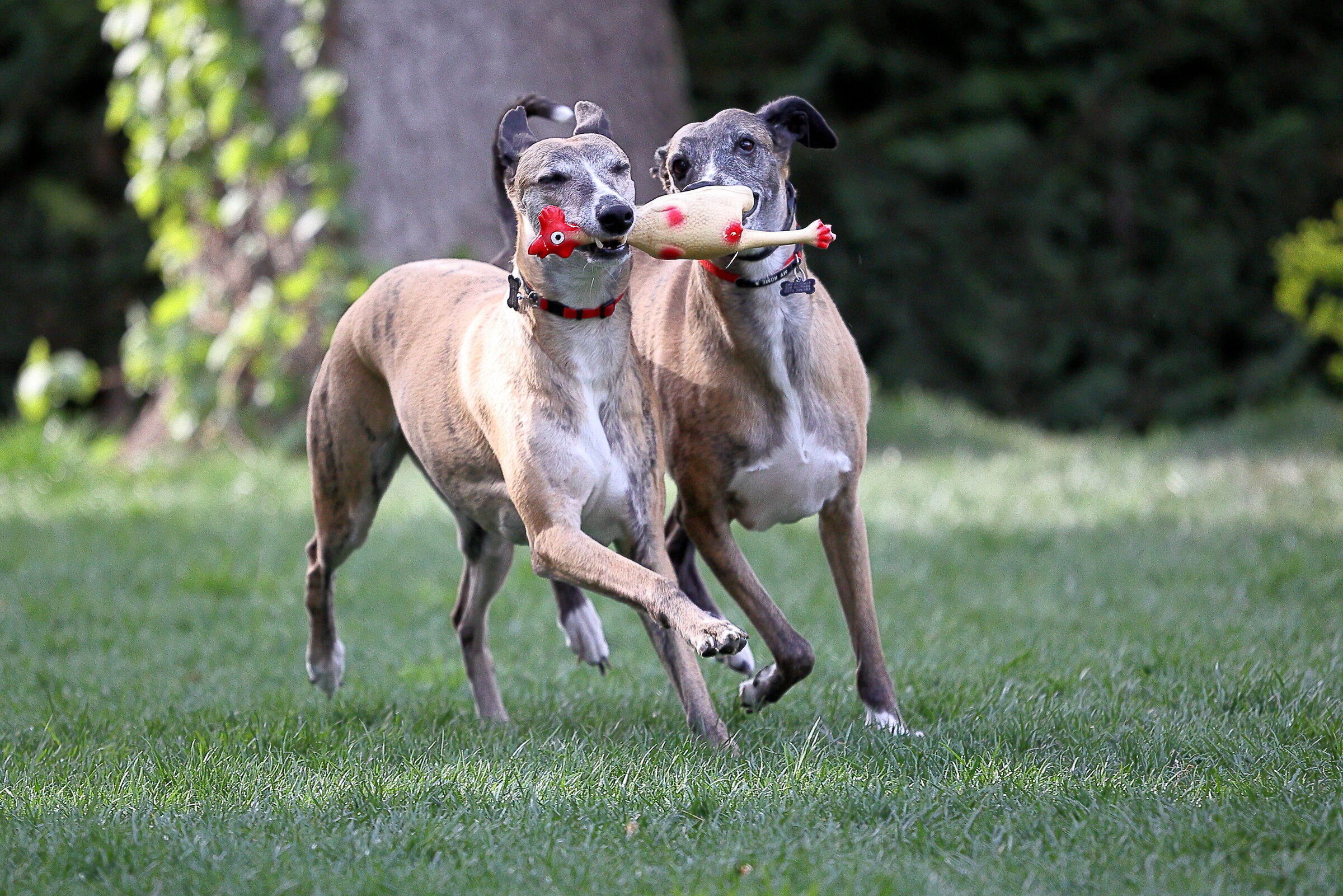 Primi scatti con R6 - Test raffica