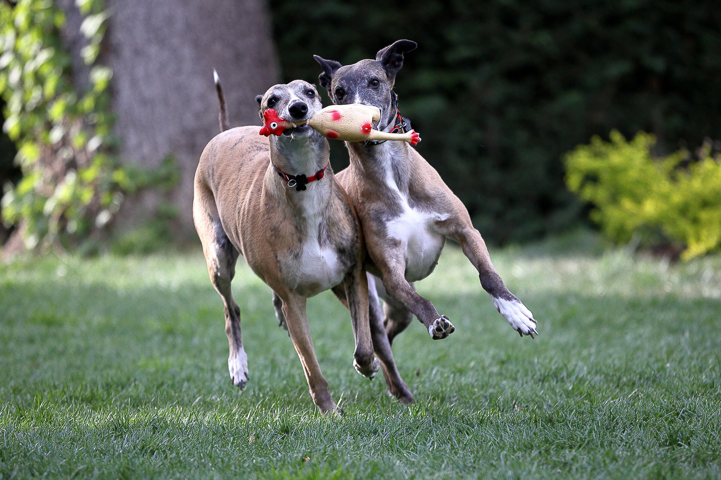 Primi scatti con R6 - Test raffica