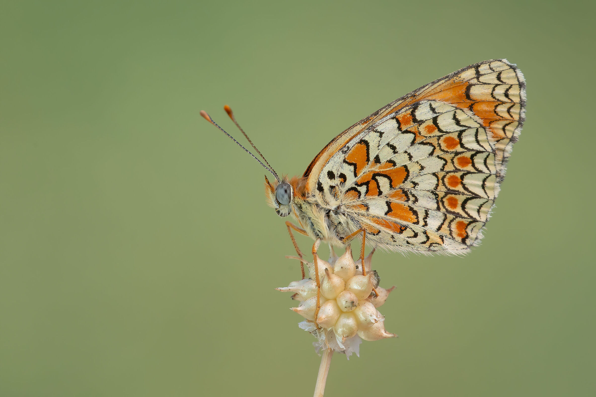 Melitaea