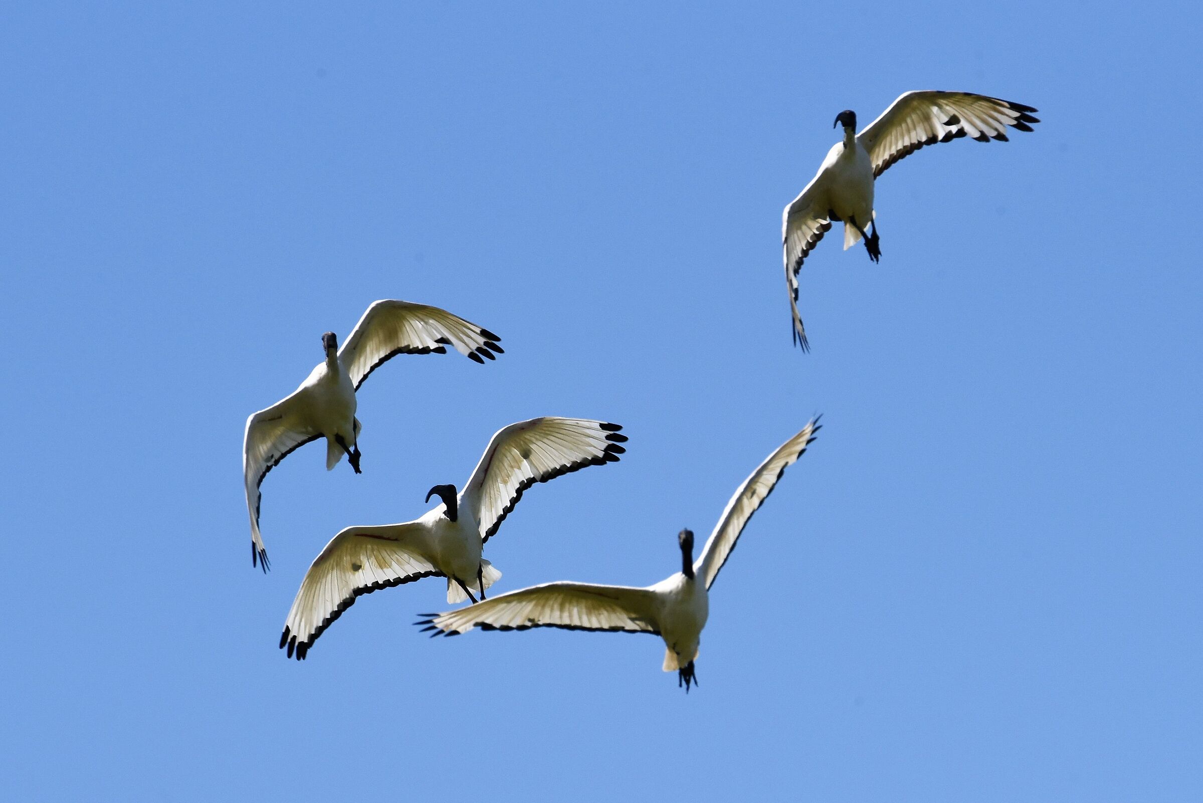 come quattro aquiloni