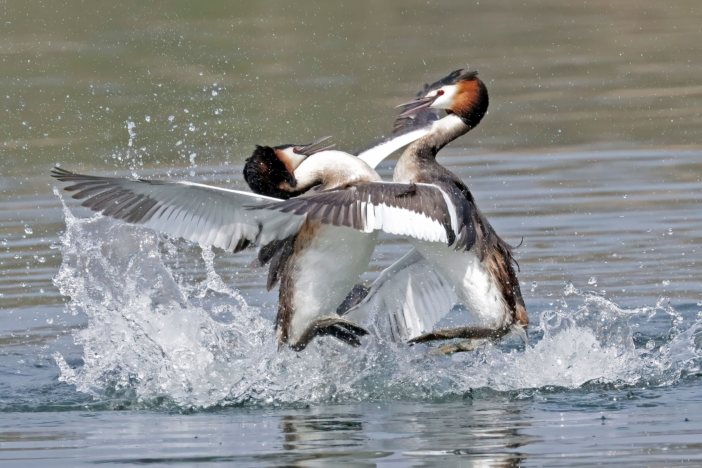 great crested grebe