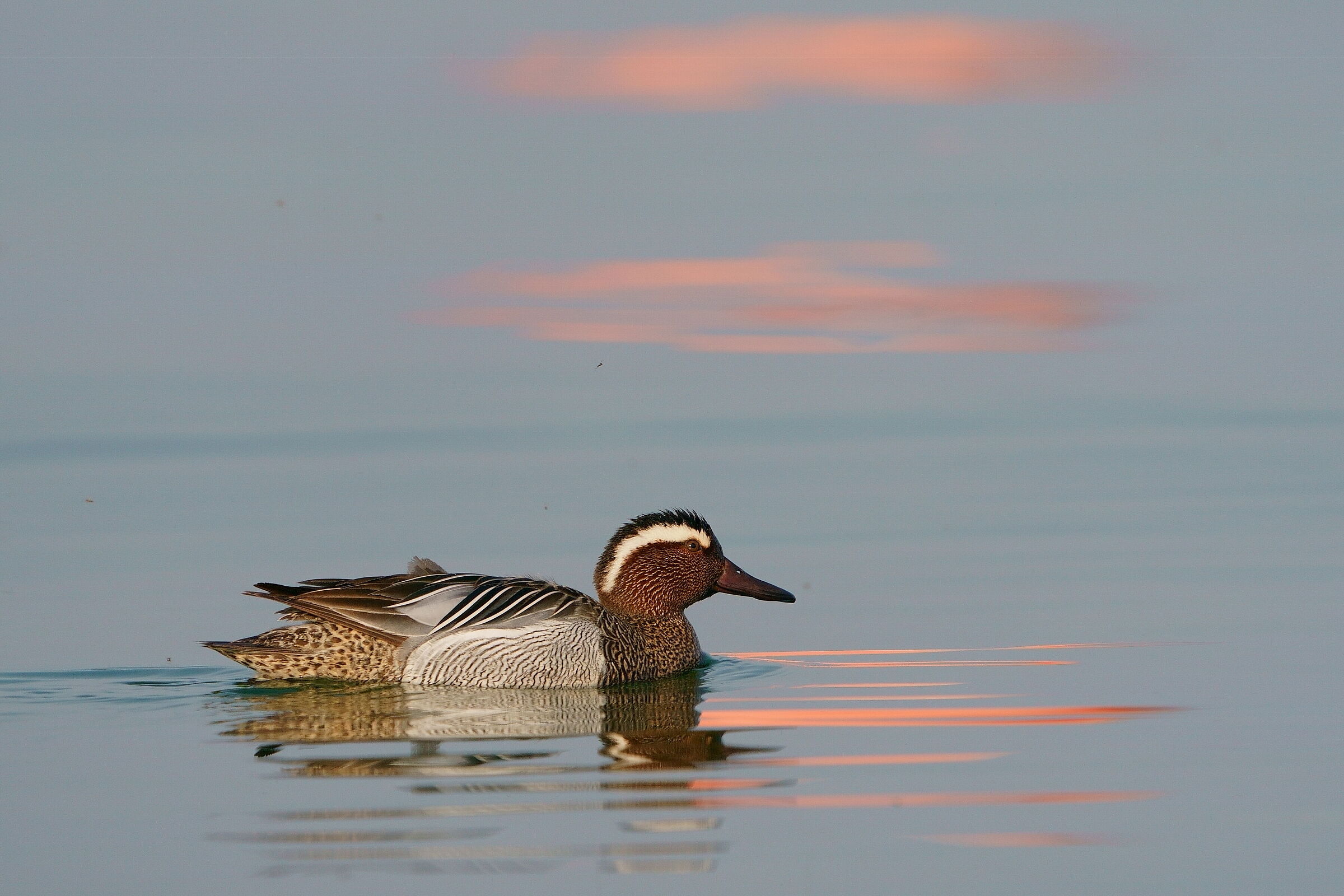 Garganey