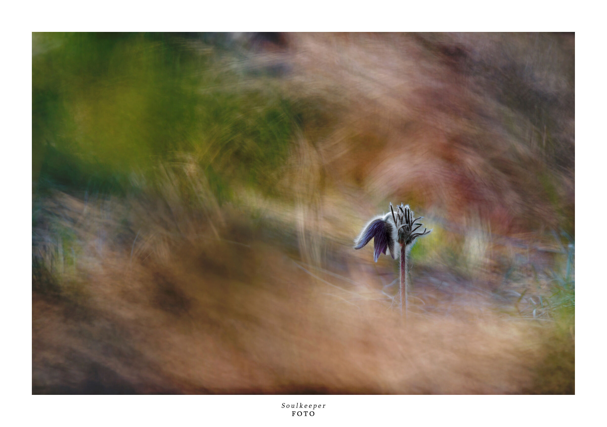 Pulsatilla. Oil on canvas...