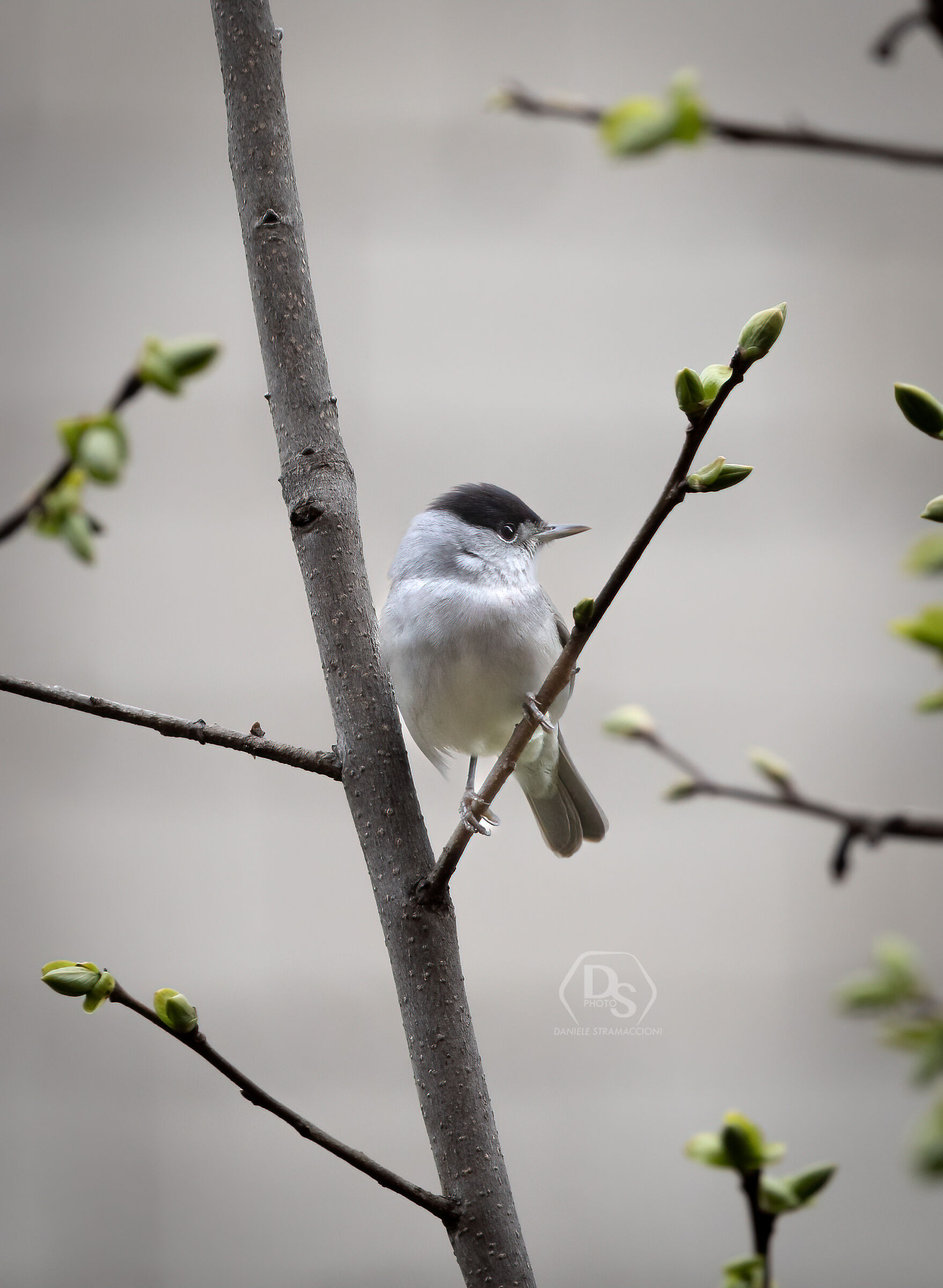 Blackcap