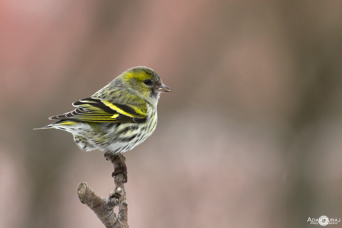 Eurasian Siskin