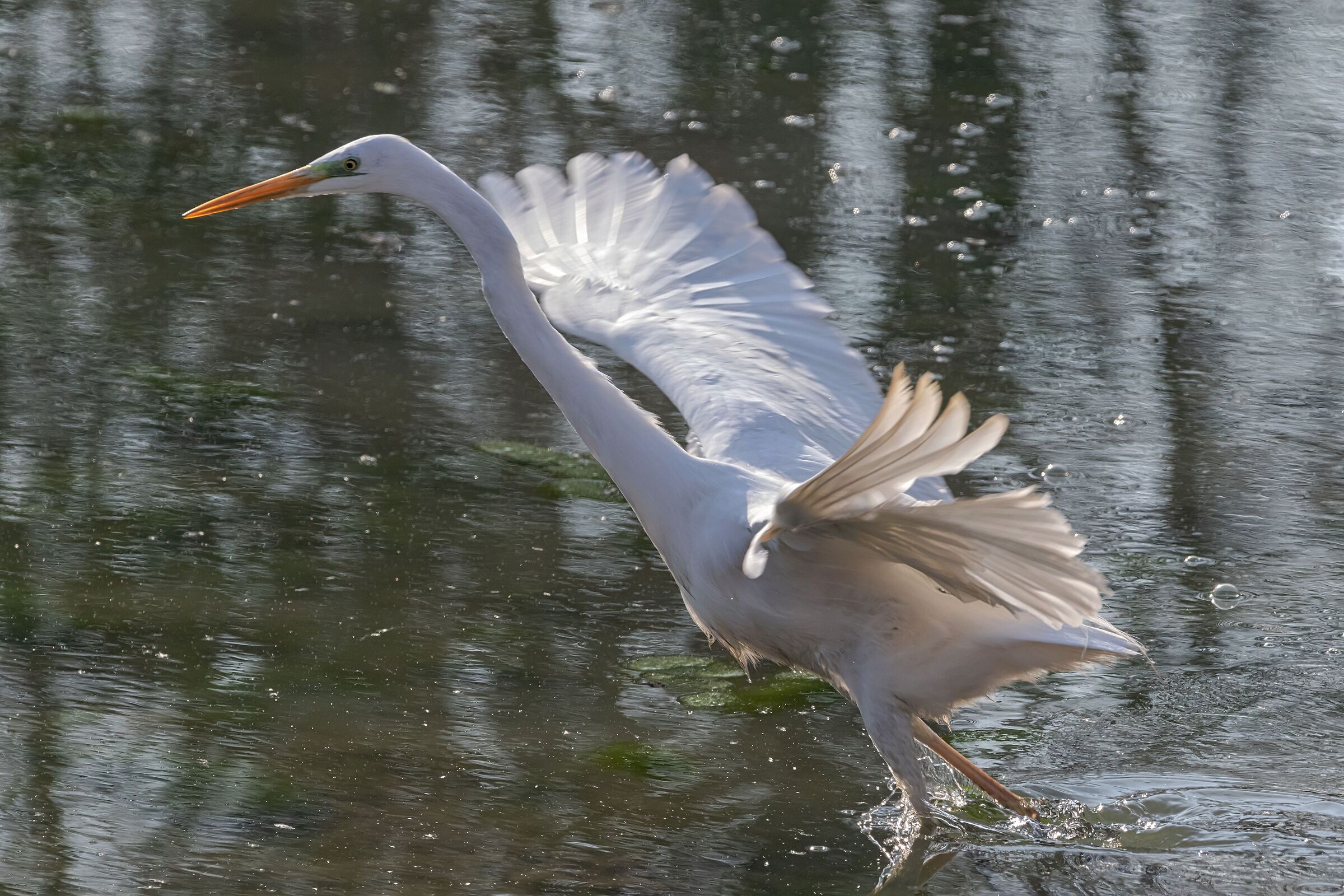 Airone Bianco Maggiore Oasi Lipu 4/02/2022