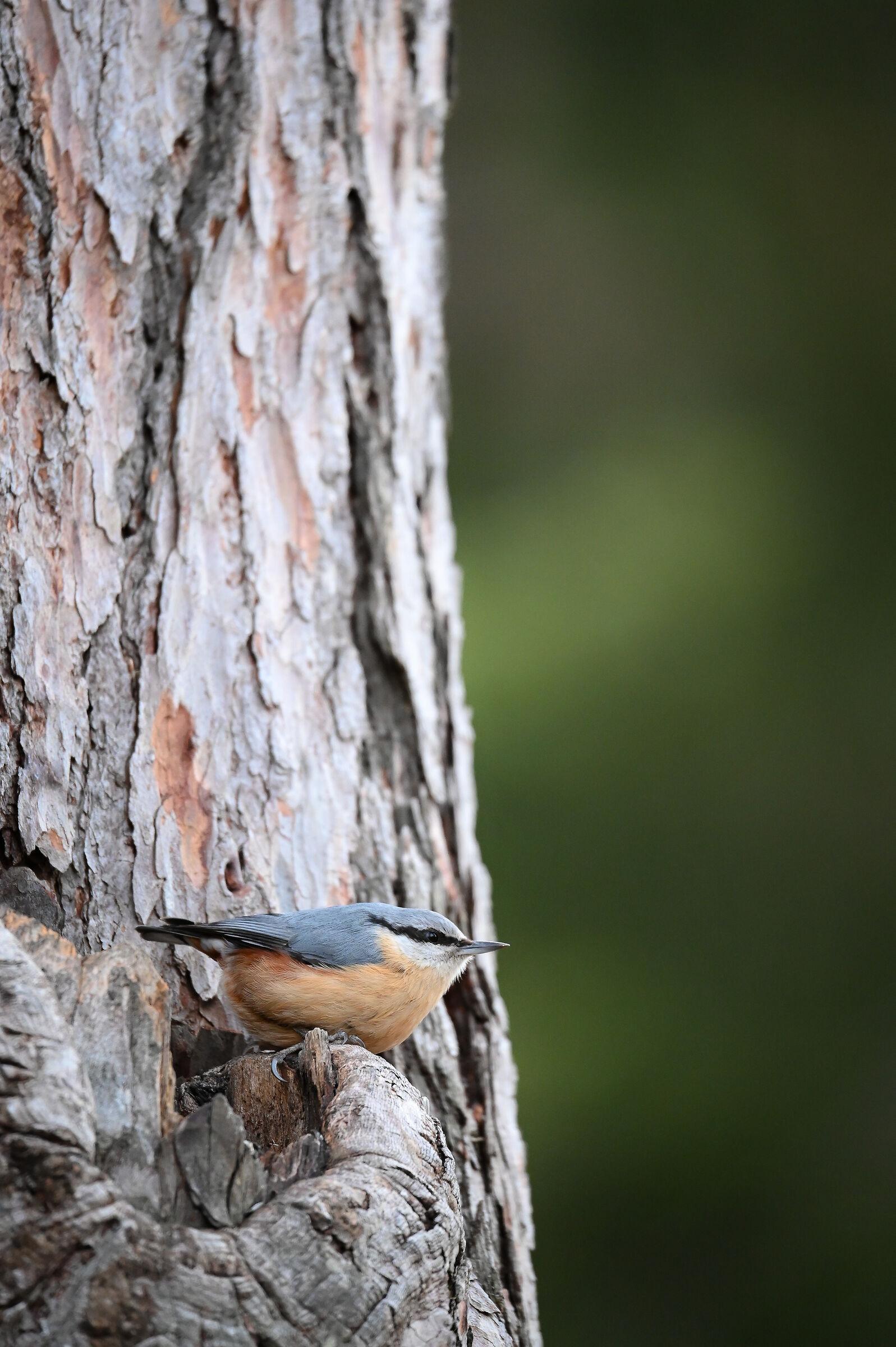 Wood nuthatch