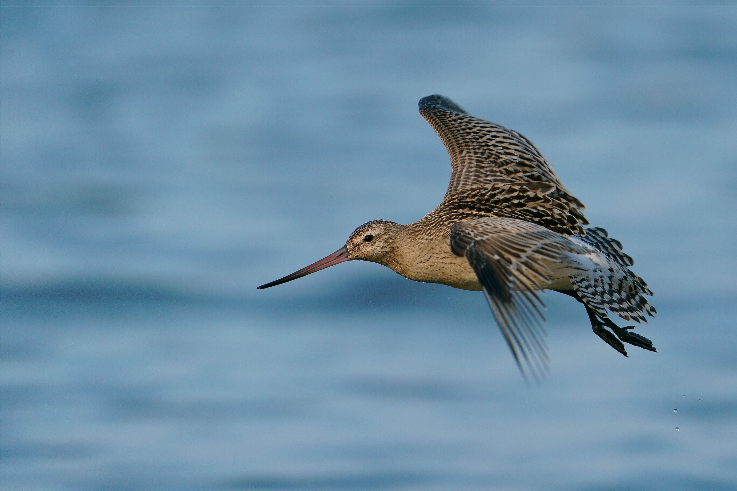 Bar-tailed godwit