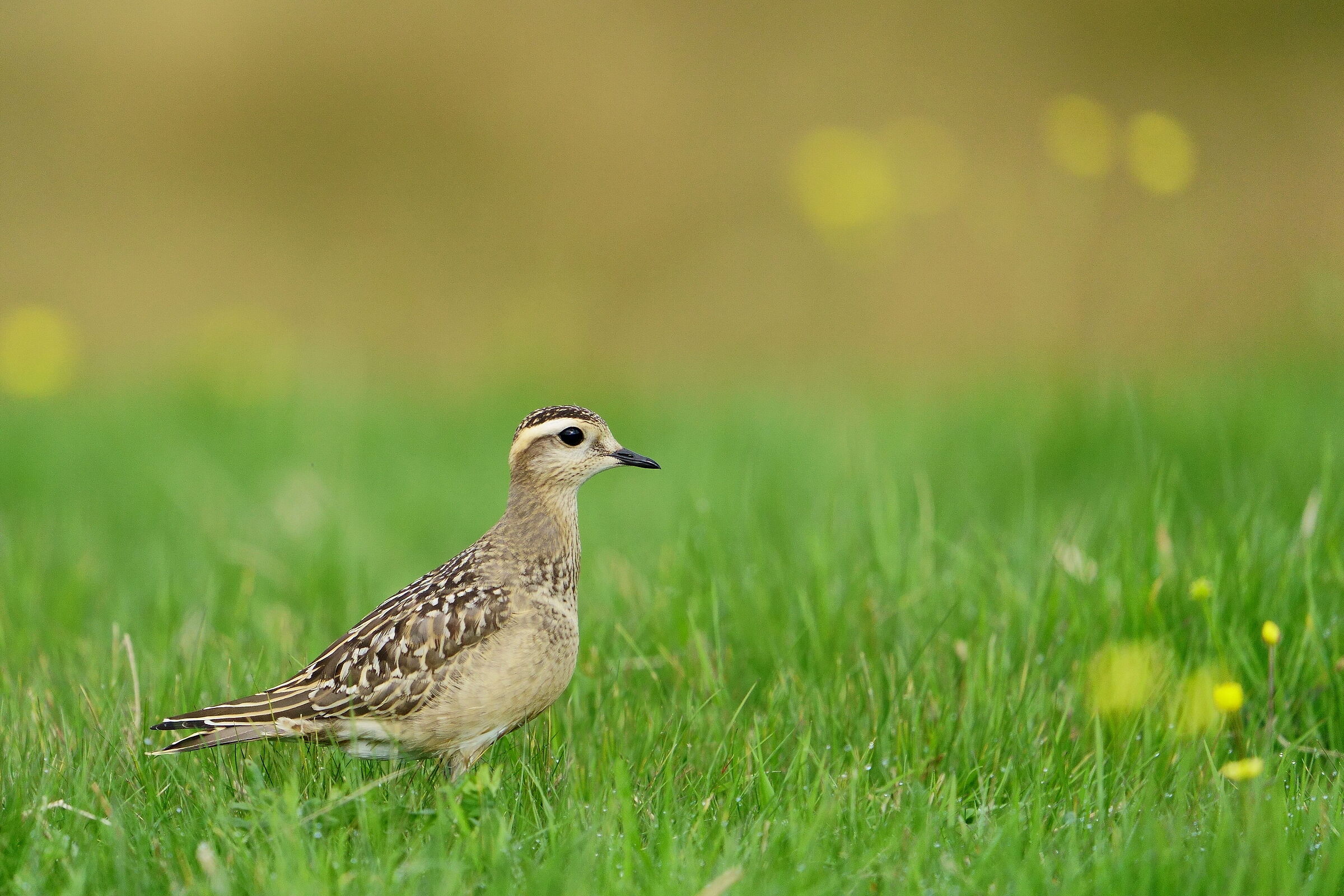 Tortolino plover