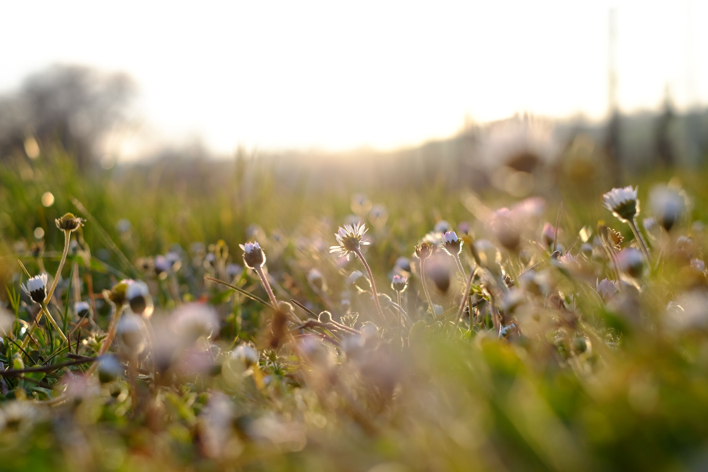 Happy Daisies
