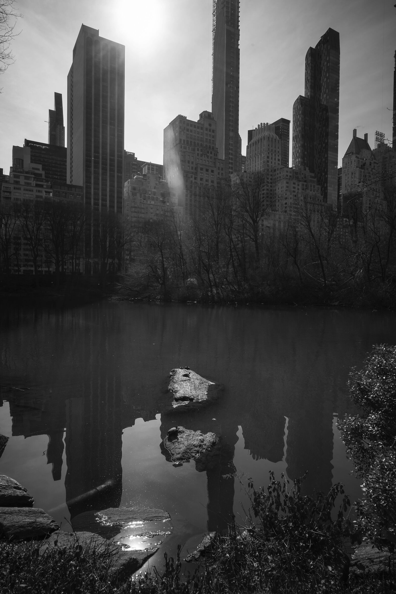 Central Park: A turtles