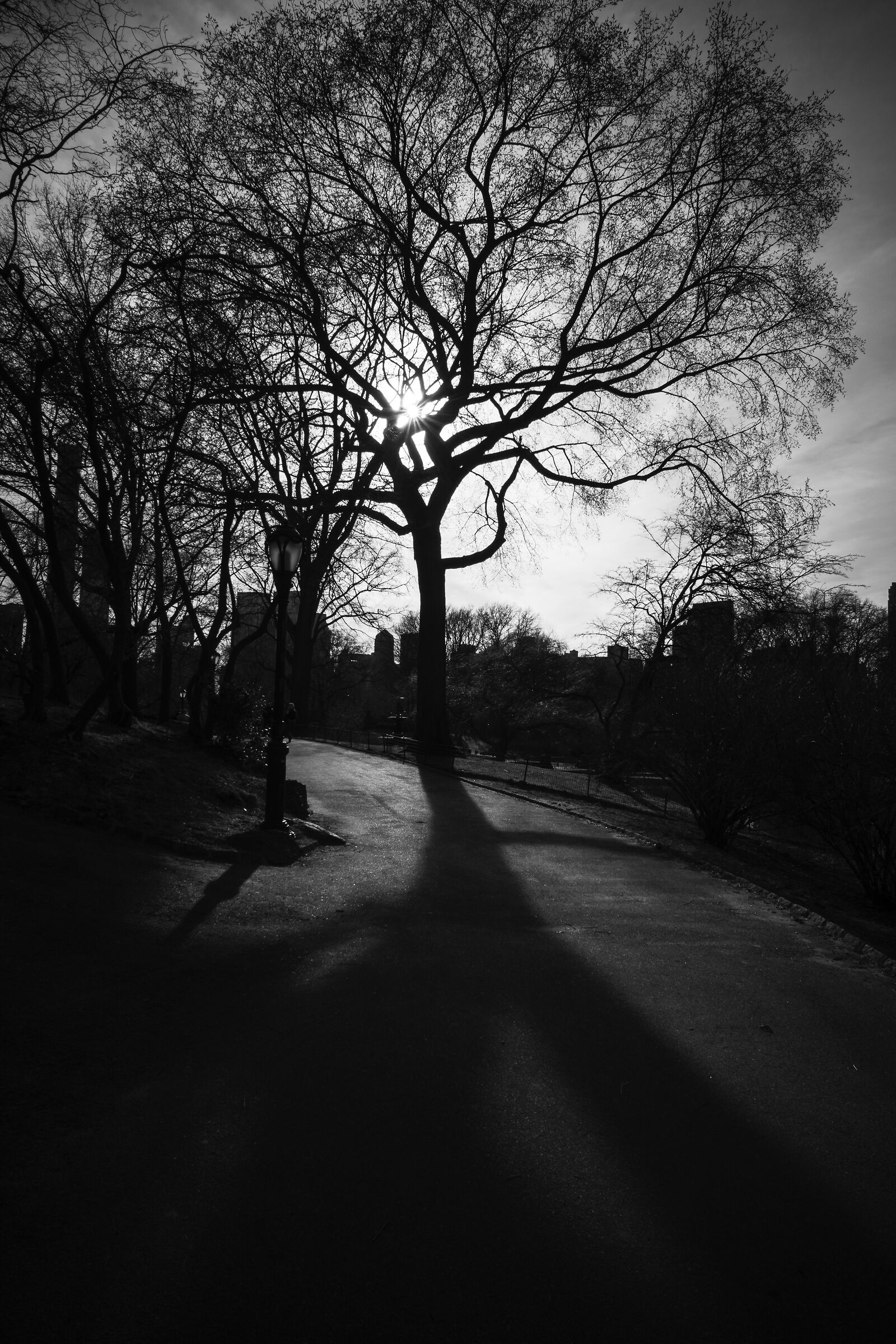 Central Park: A tree