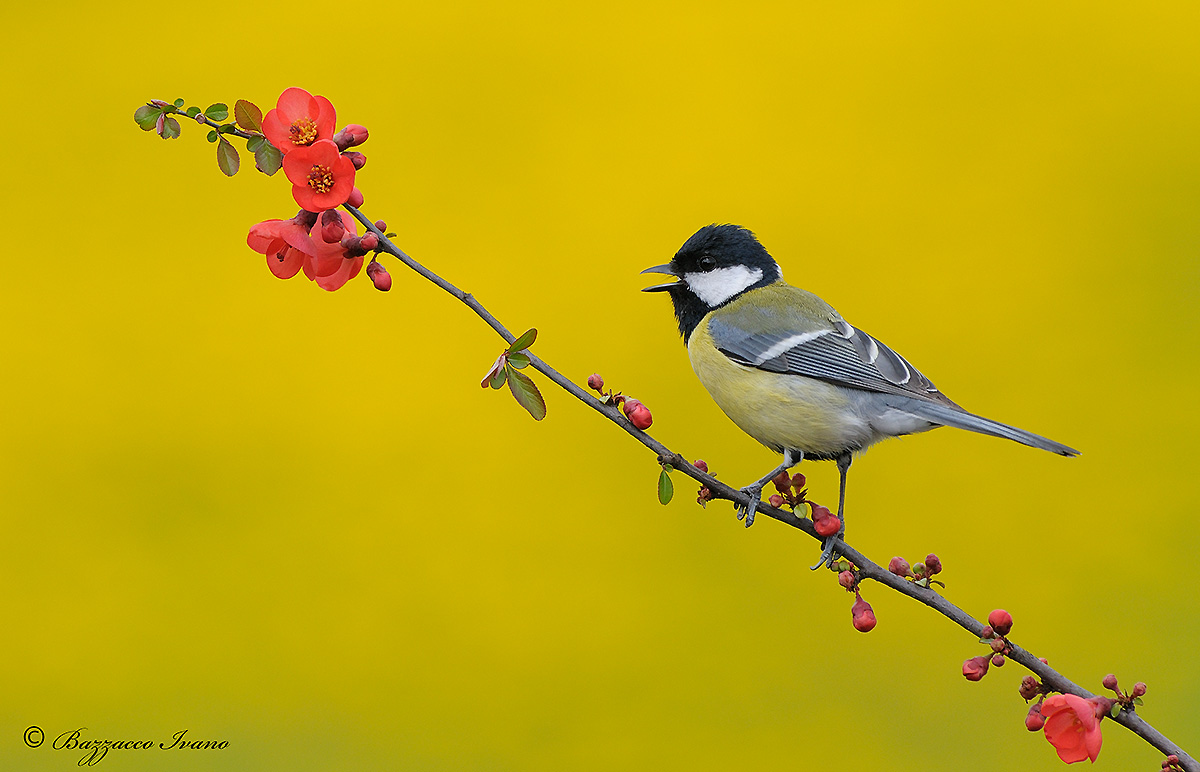 Great Tit