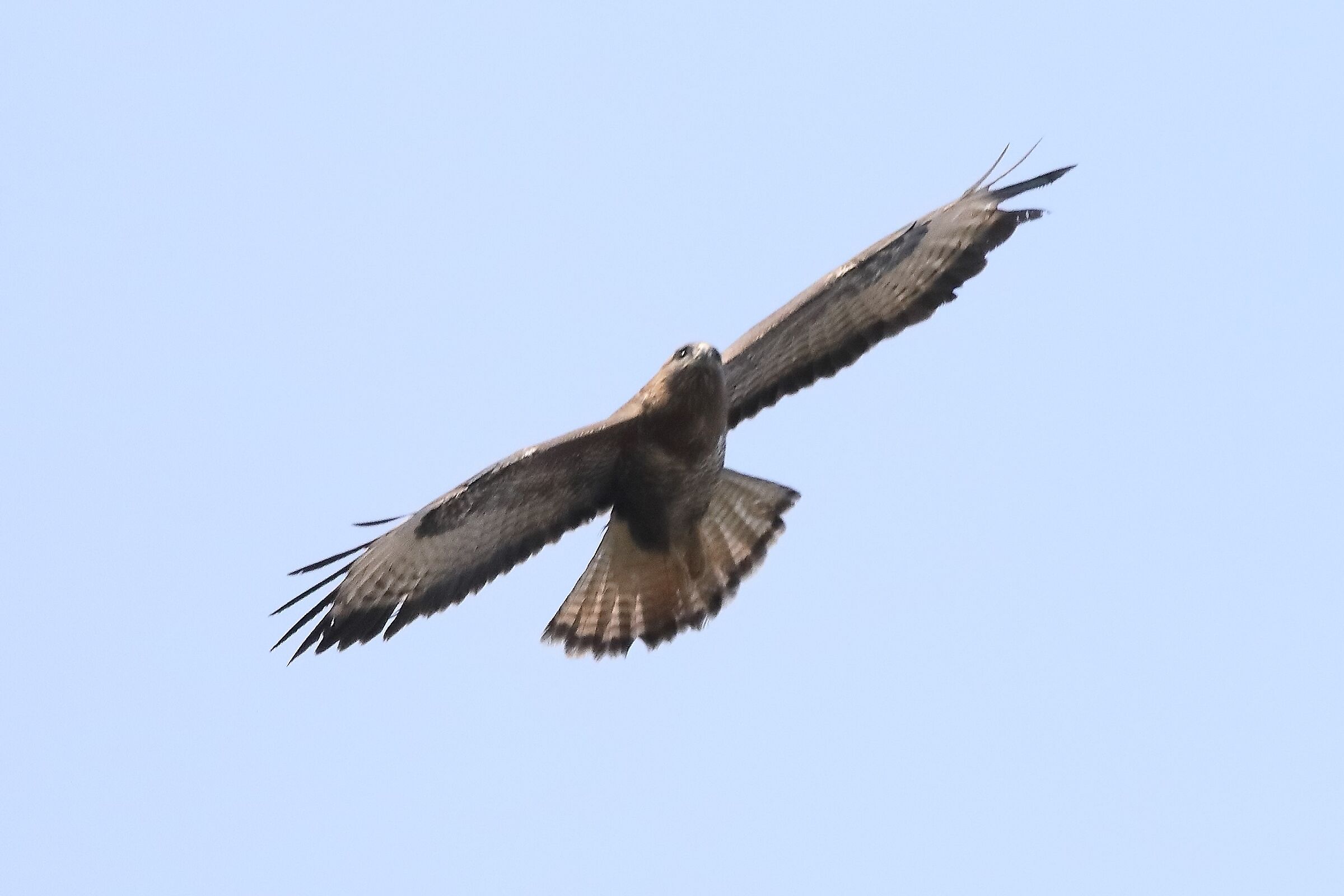 Buzzard 27-03-2022