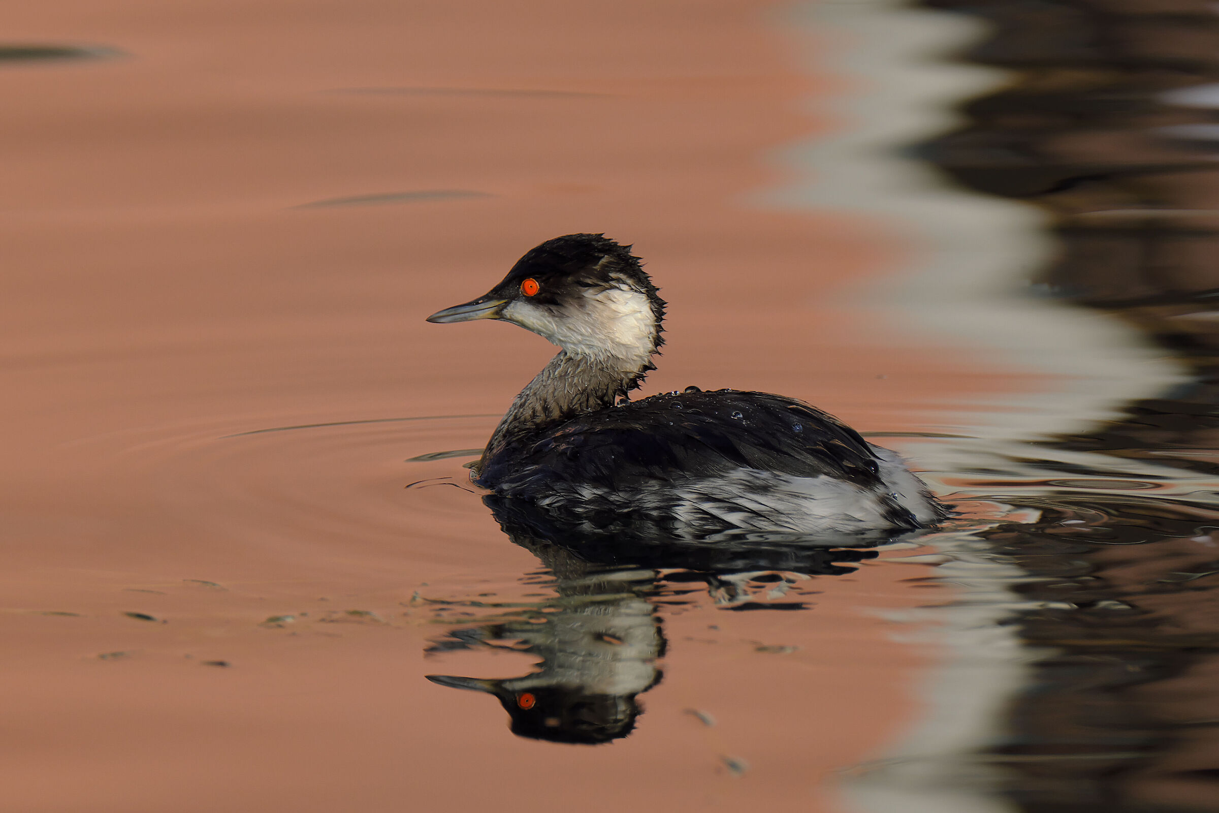 Black-necked grebe