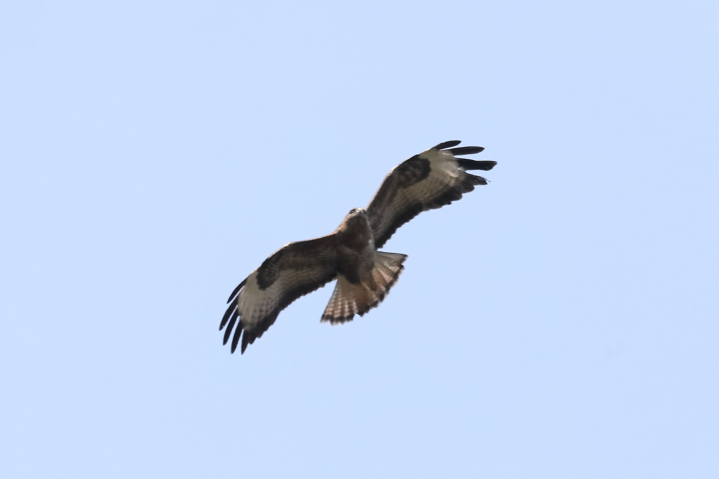 Buzzard 27-03-2022