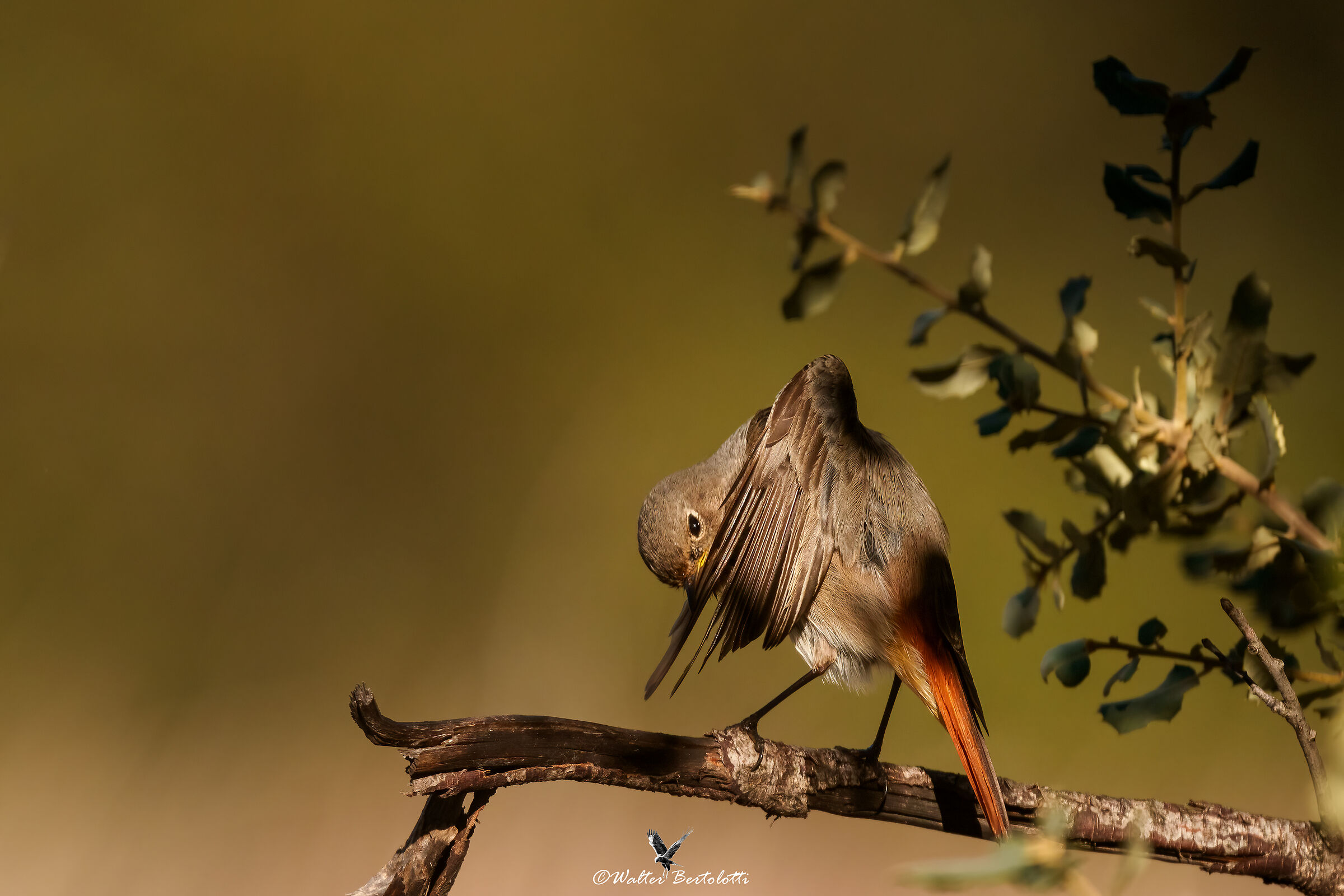 codirosso spazzacamino (f)