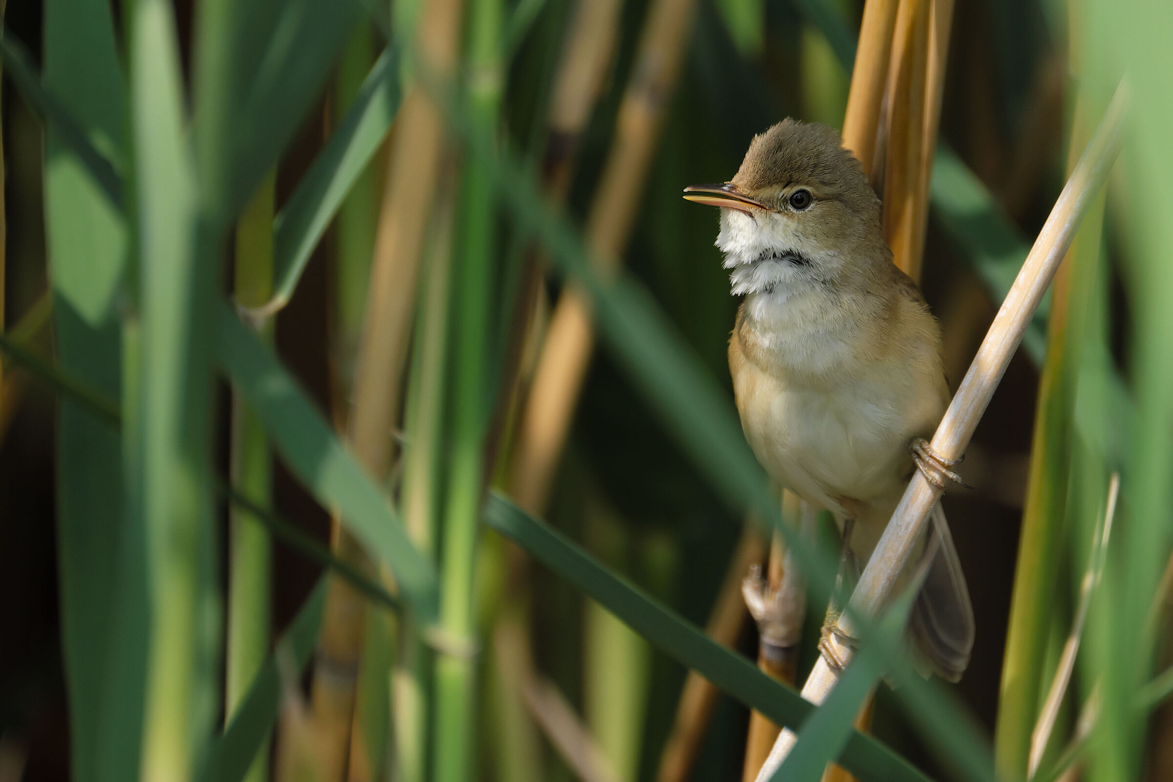 Great reed warbler