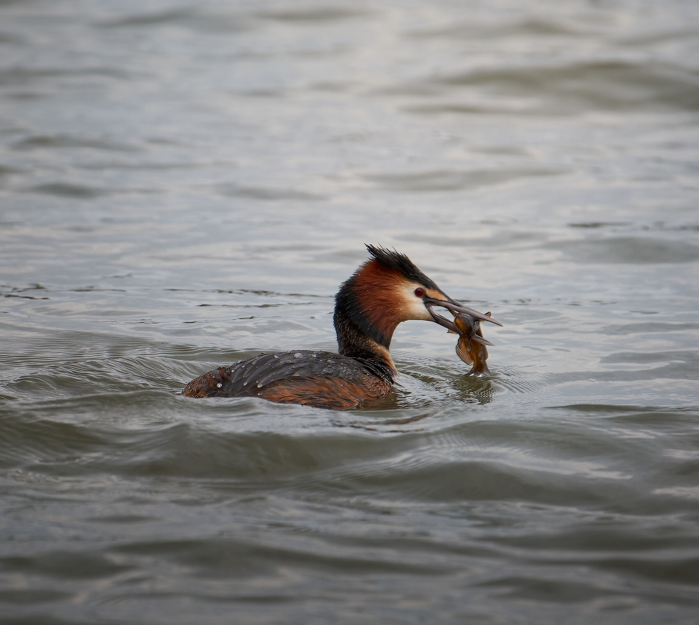 Great crested grebe