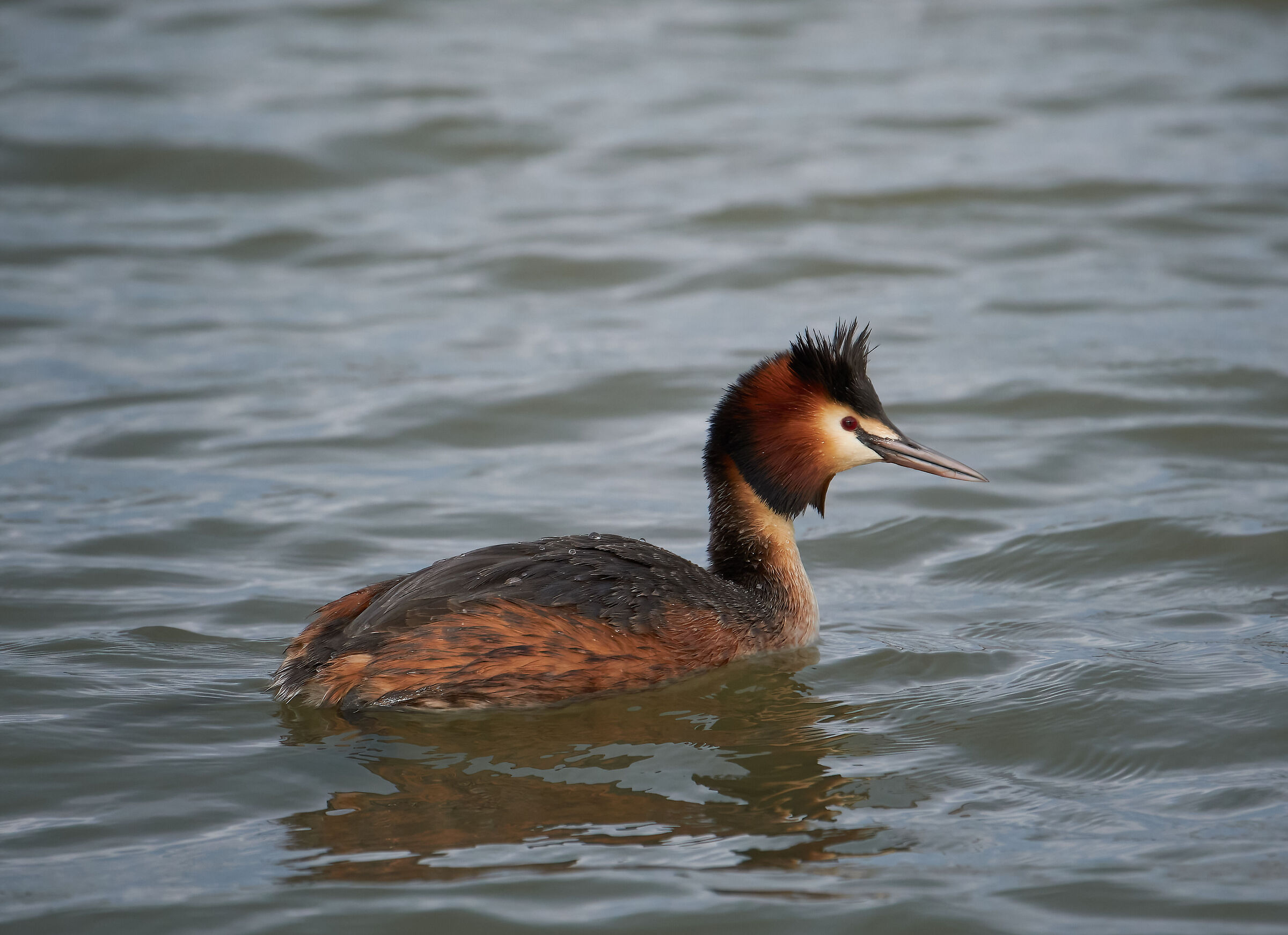 Great crested grebe