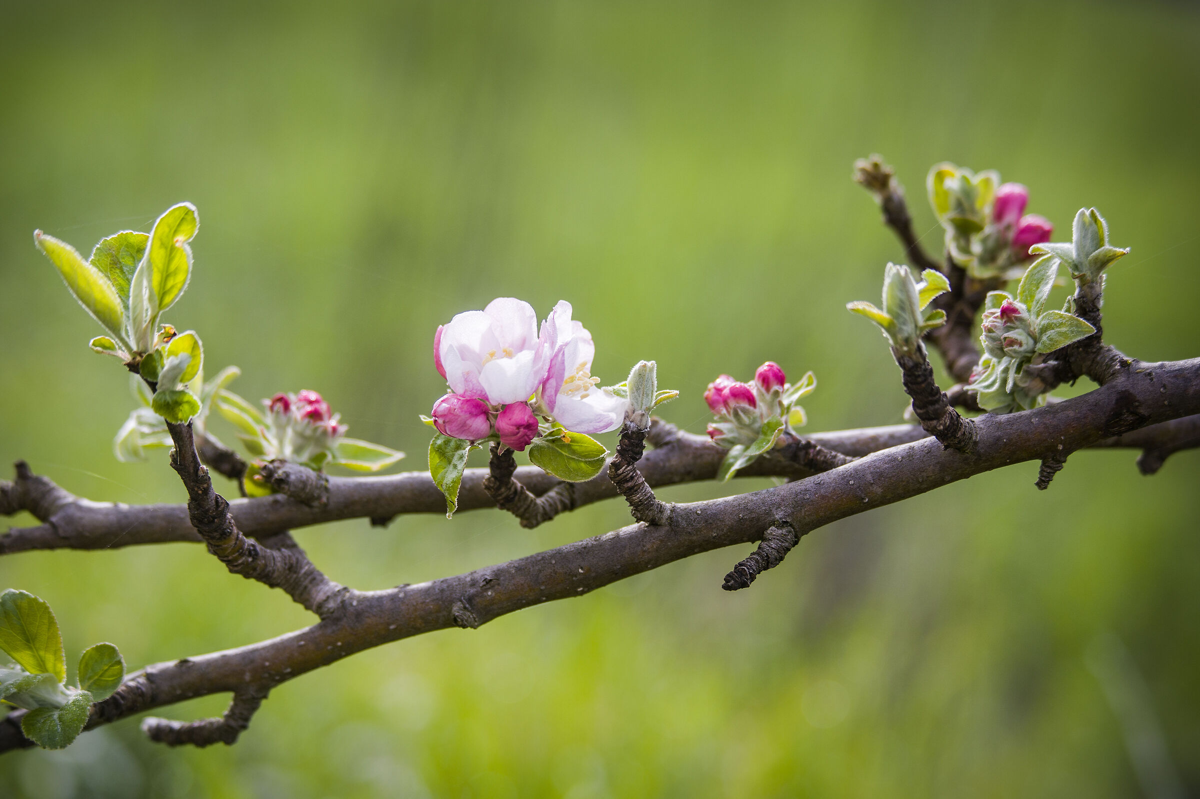 Primavera bussa forte alle porte in hdr