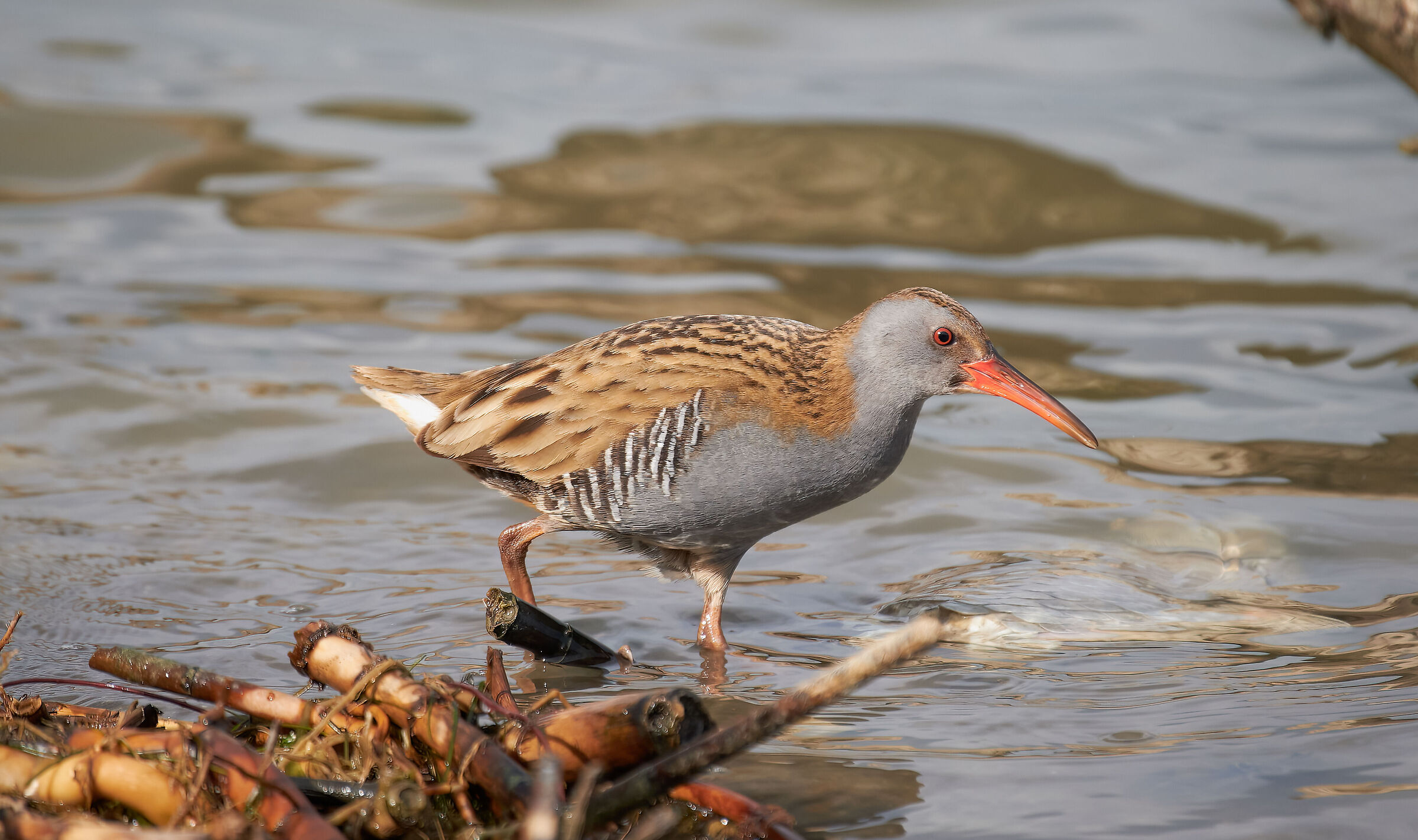 Water rail
