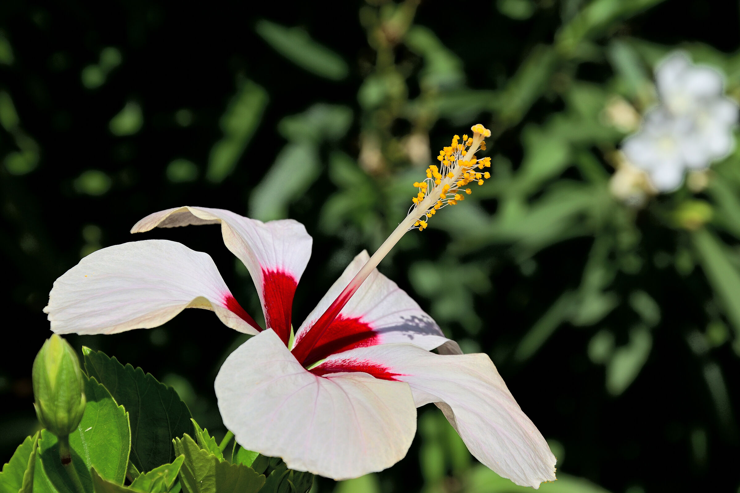 White hibiscus
