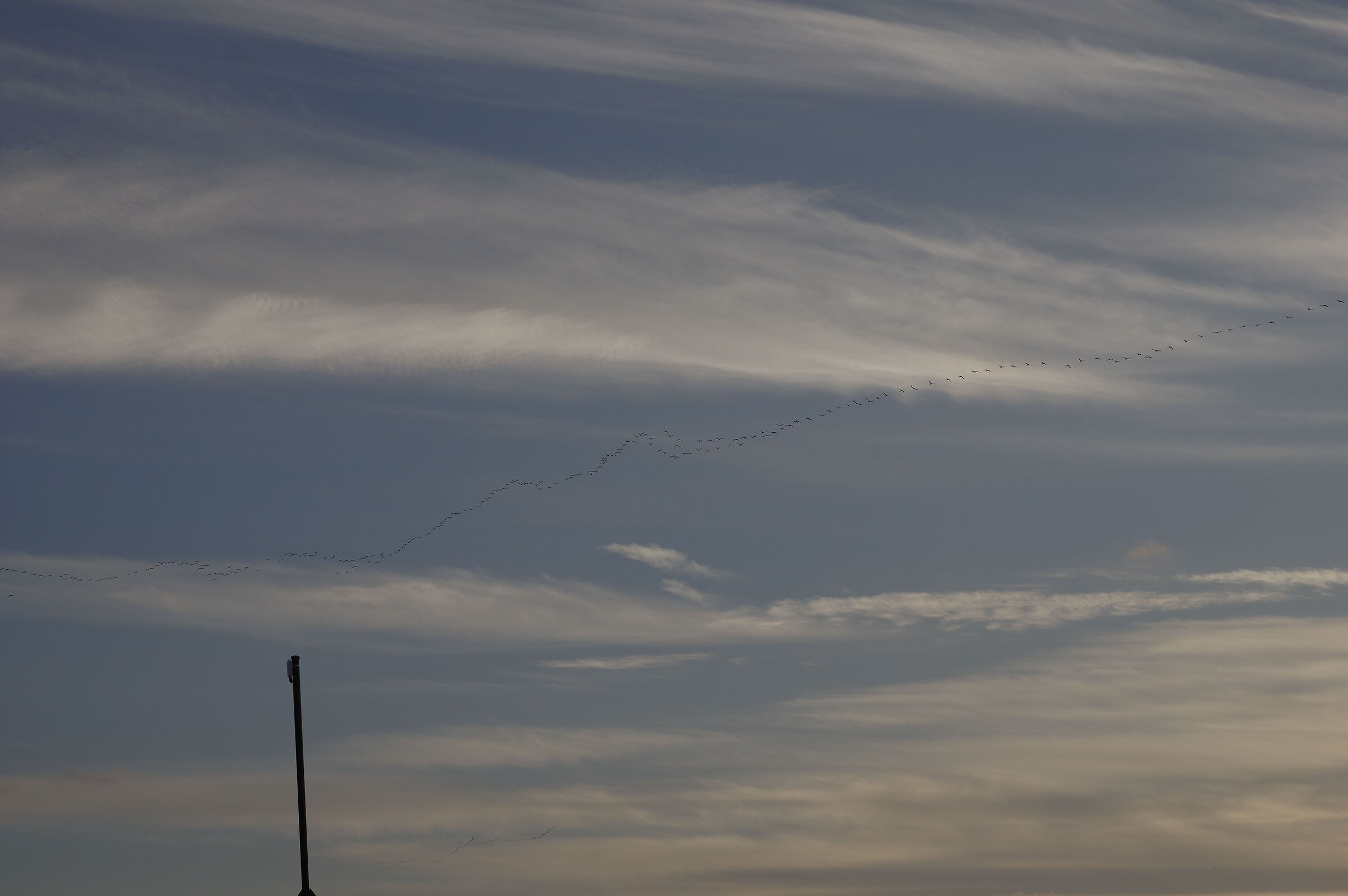 Chain of birds in flight