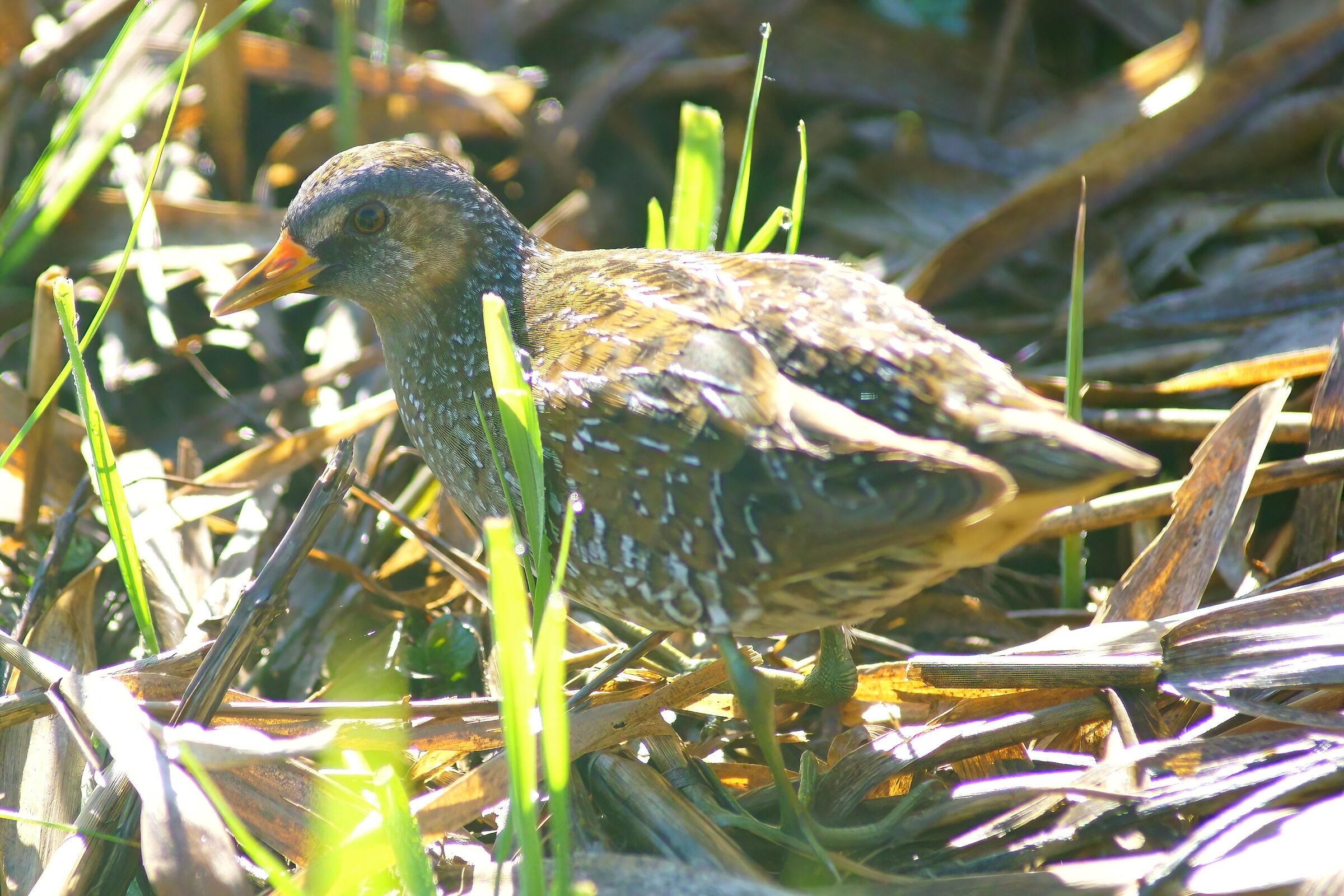 Spotted crake