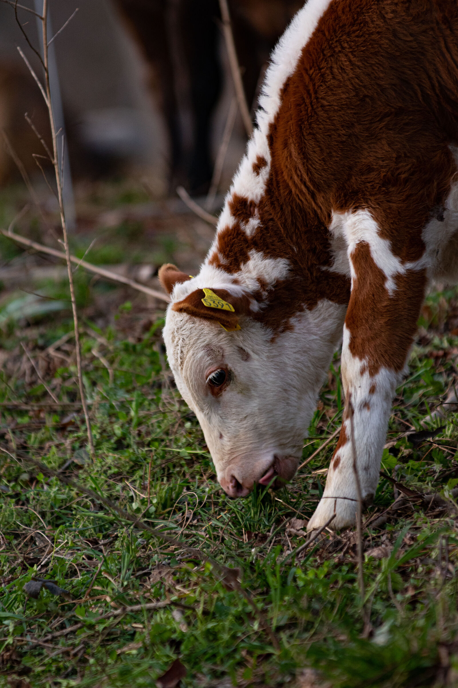 Calf :)