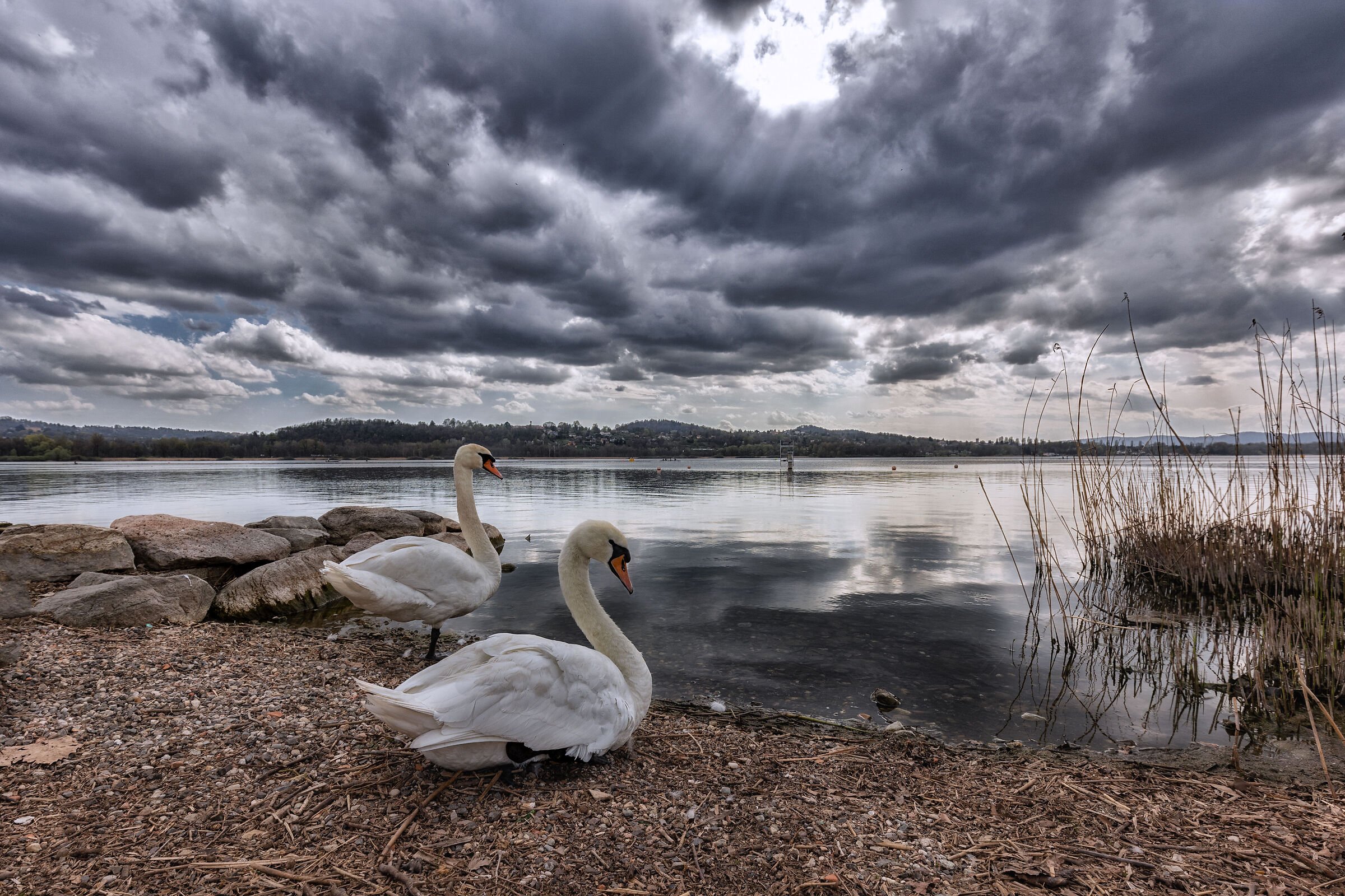 Swan Lake