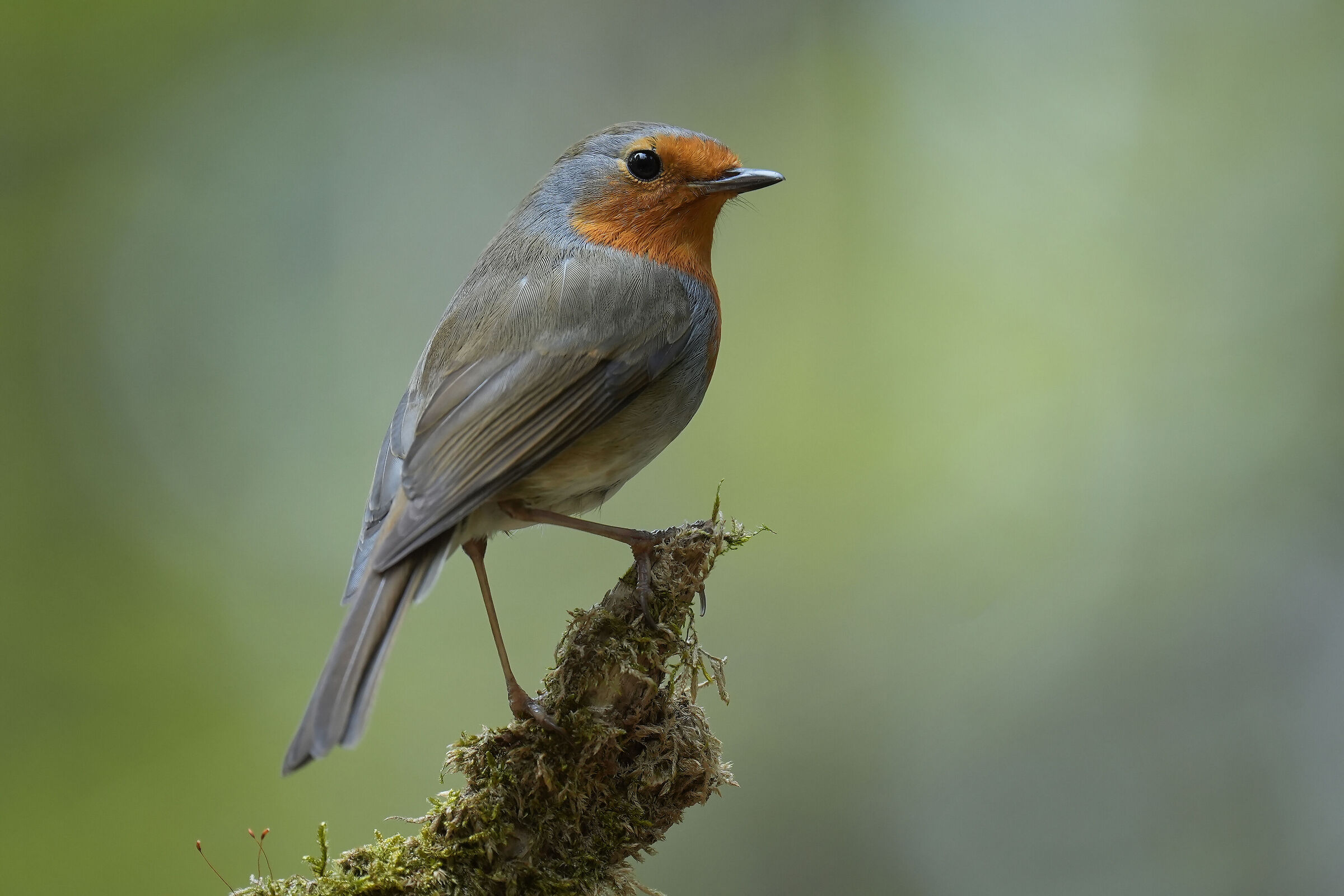 Robin