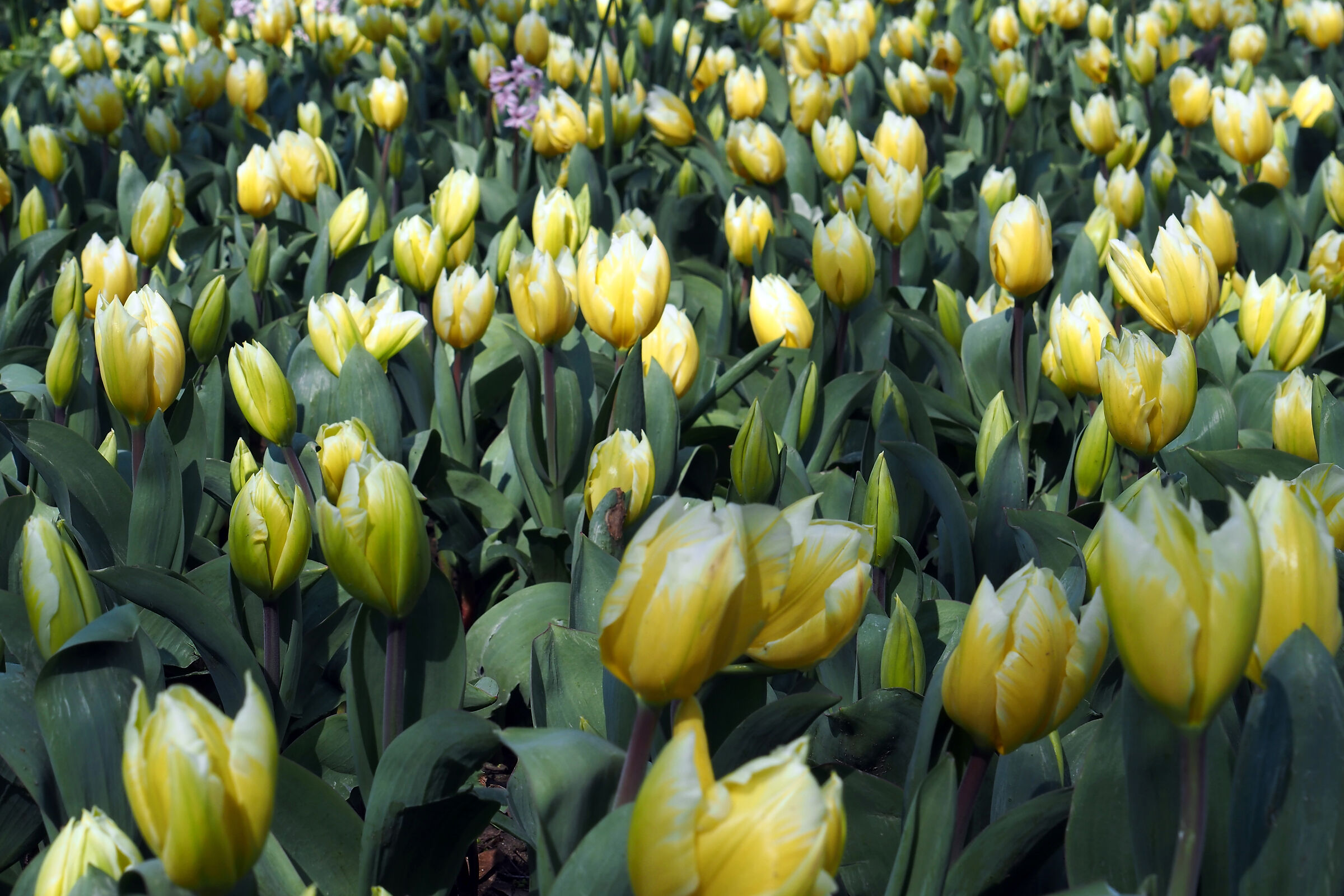 The tulips of Pralormo