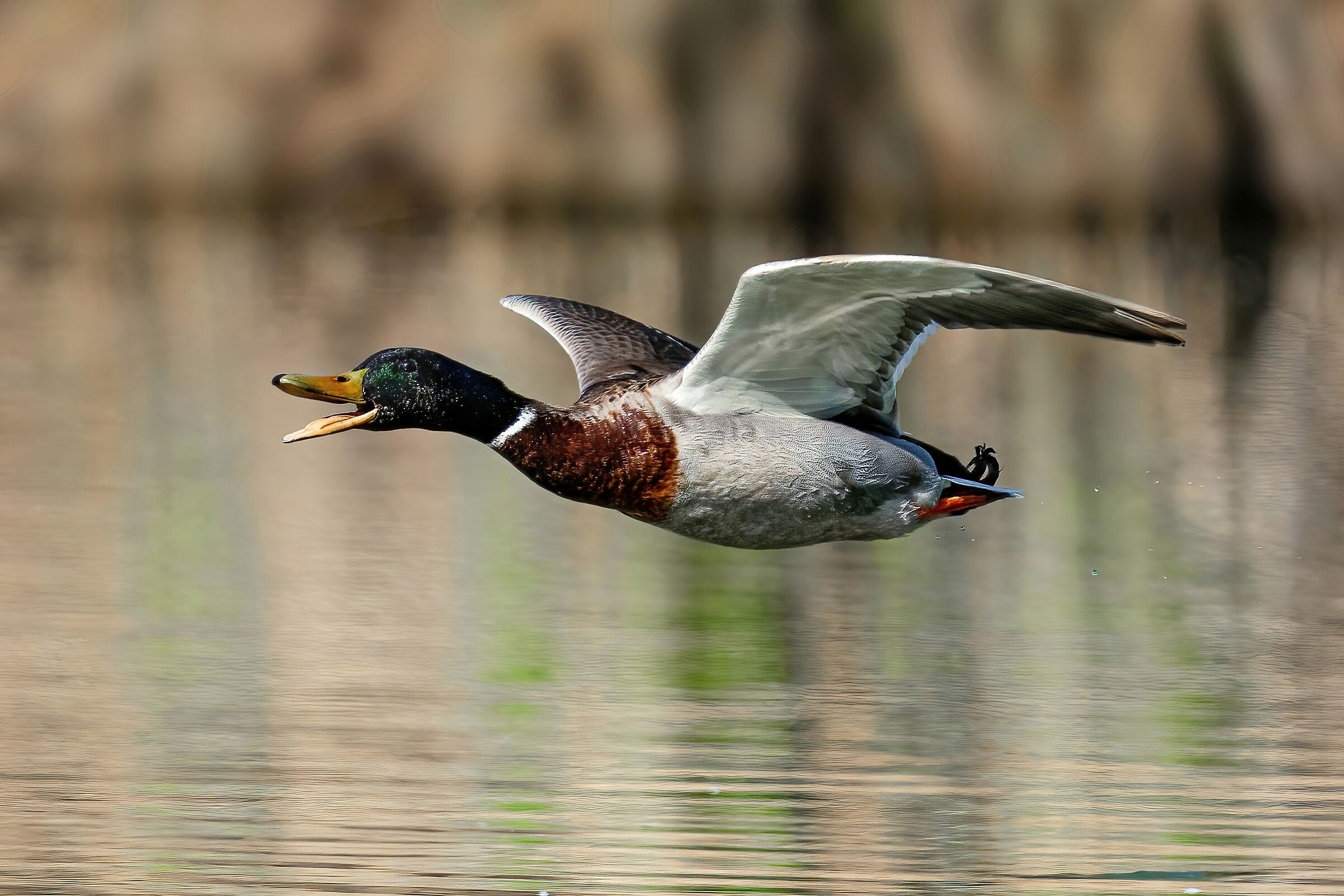 Germano reale (Anas platyrhynchos)