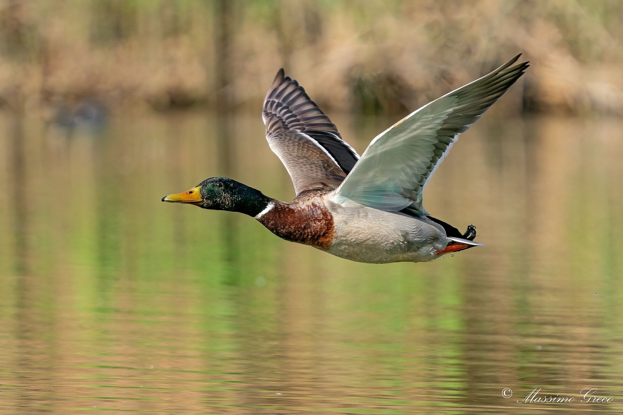 Germano reale (Anas platyrhynchos)