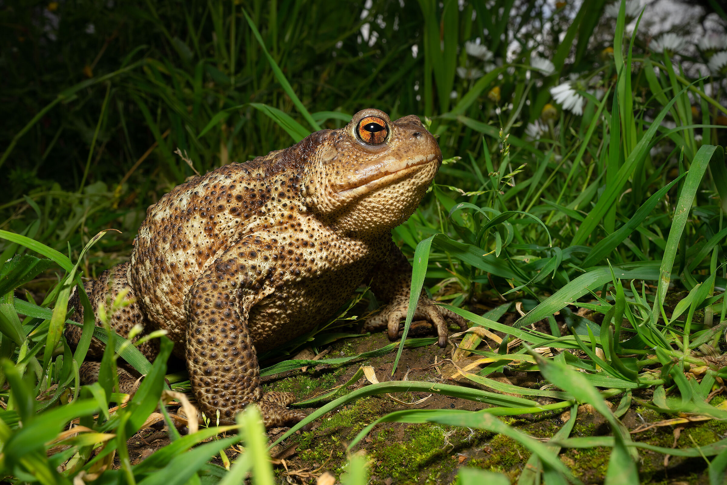 Il rospo e la primavera