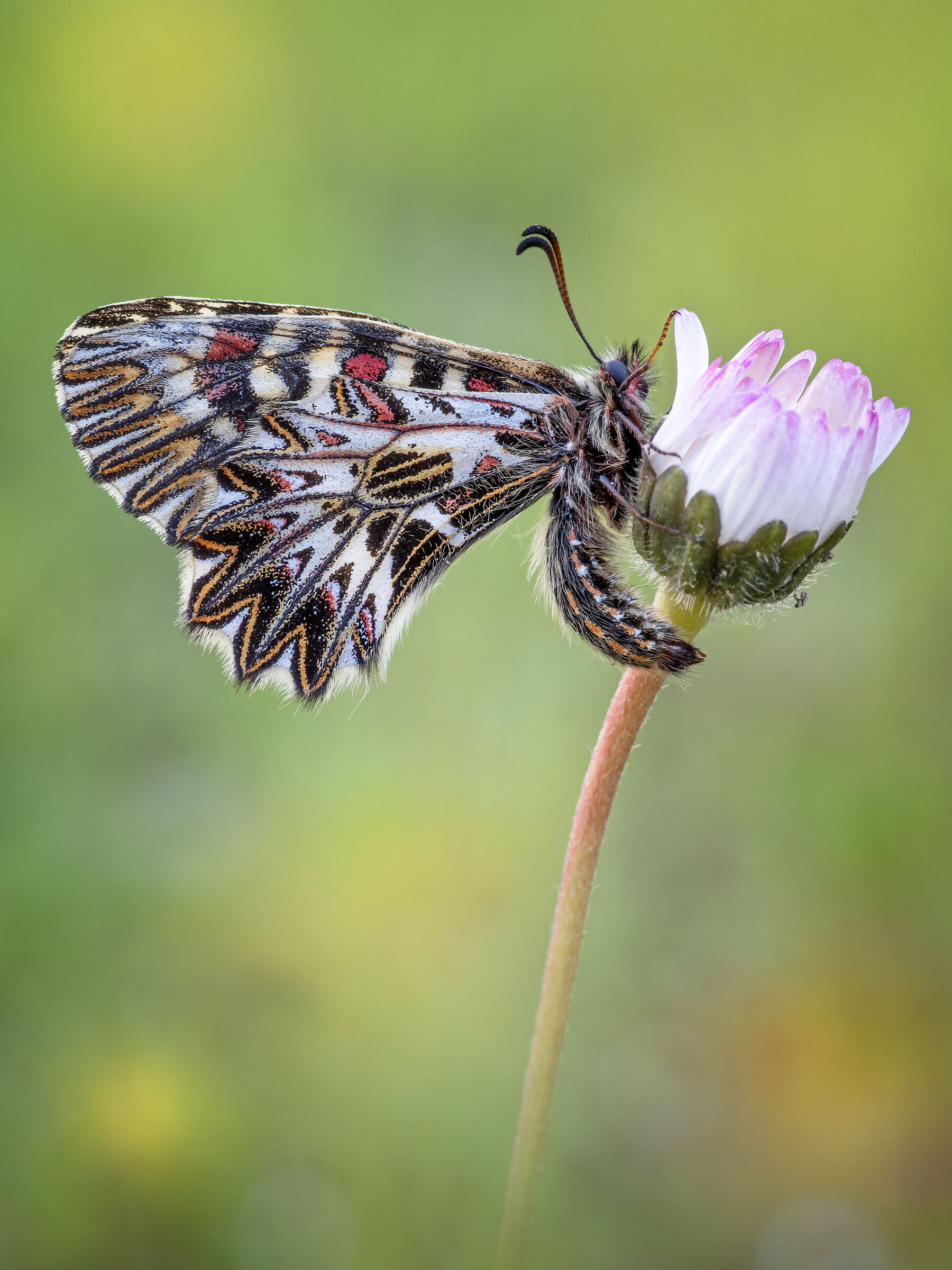 Zerynthia cassandra (Geyer, 1828)