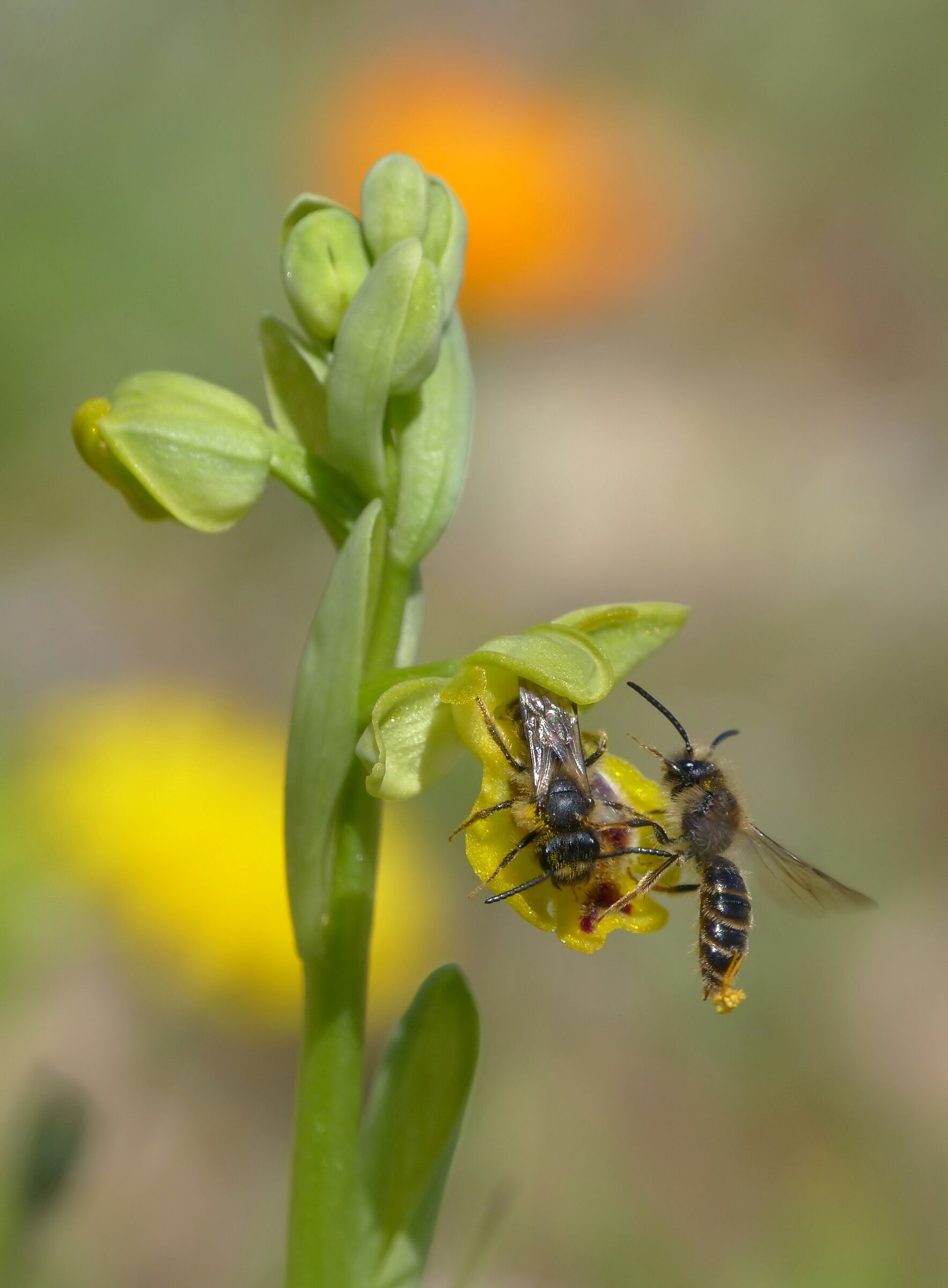Ophrys sicula