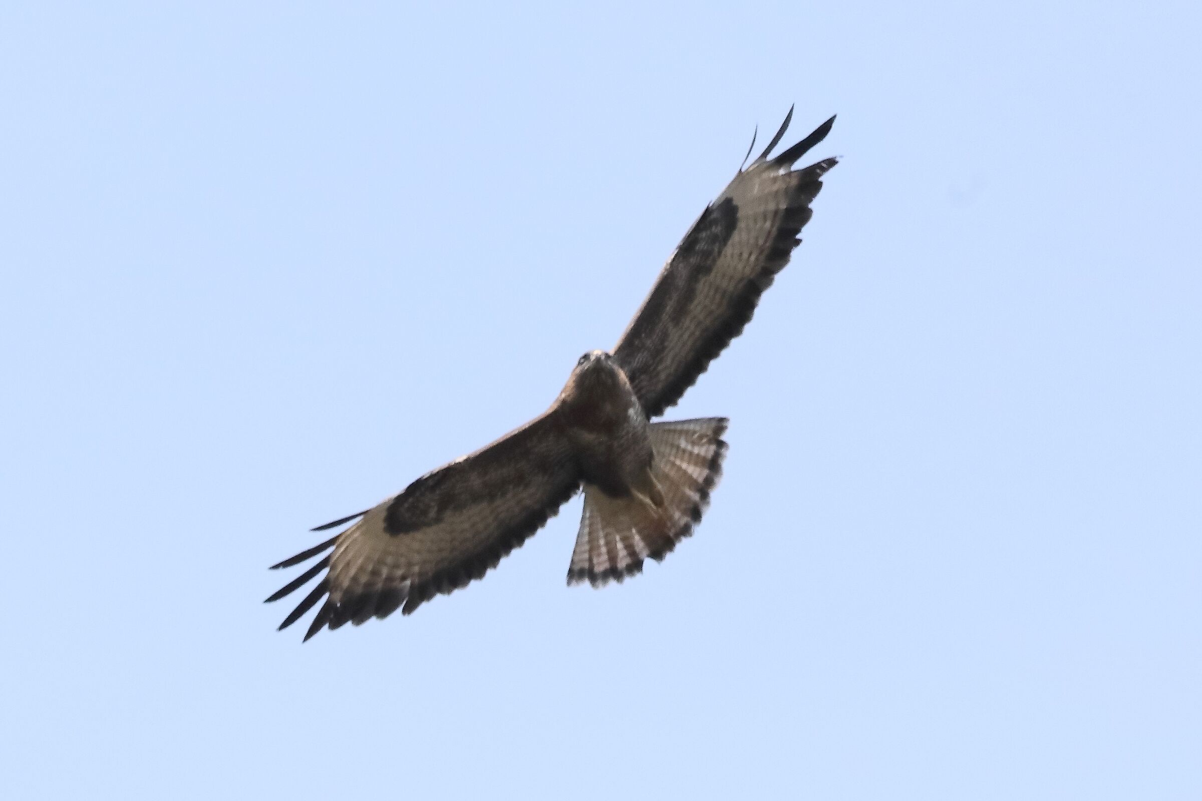 Buzzard 27-03-2022