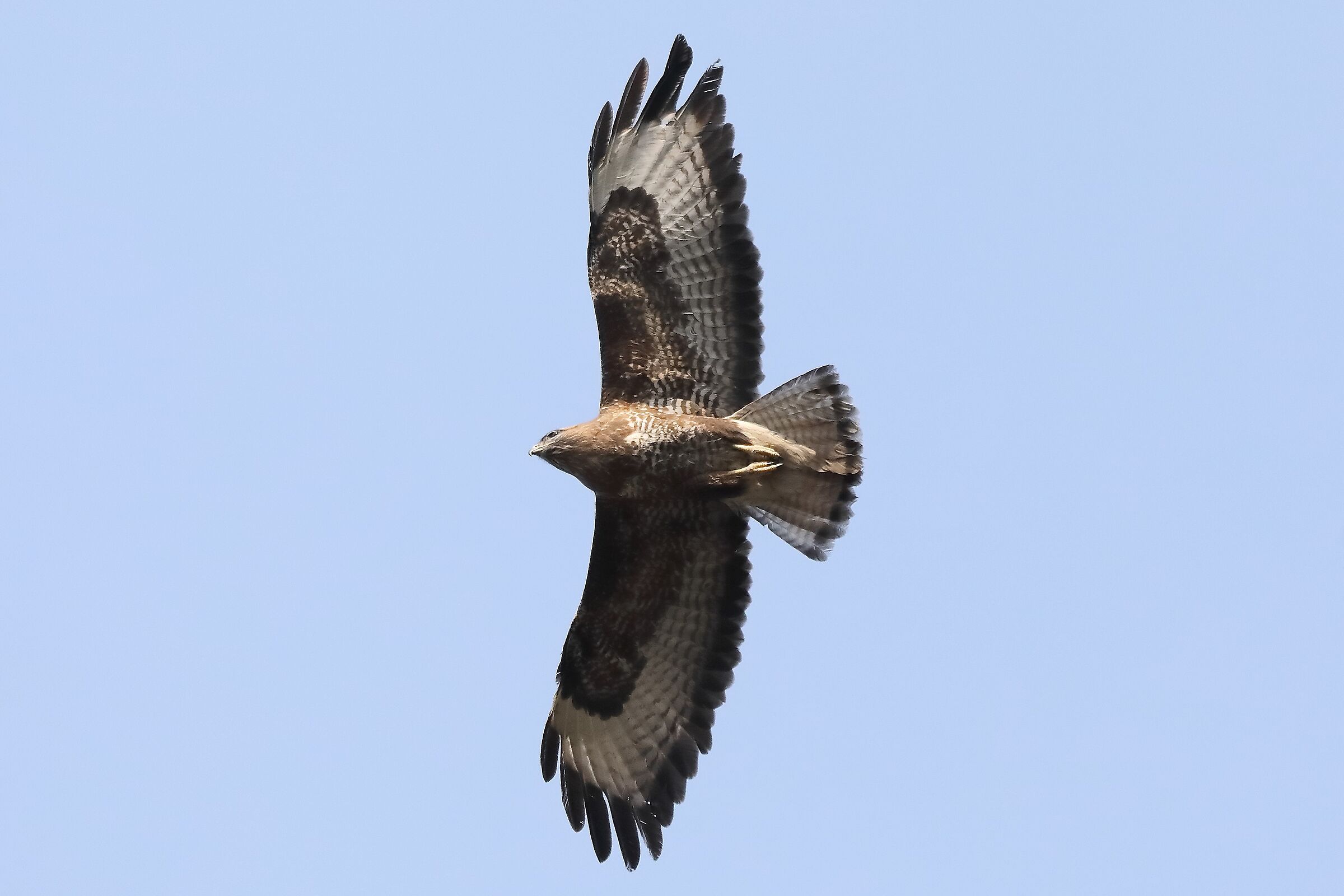 Buzzard 27-03-2022