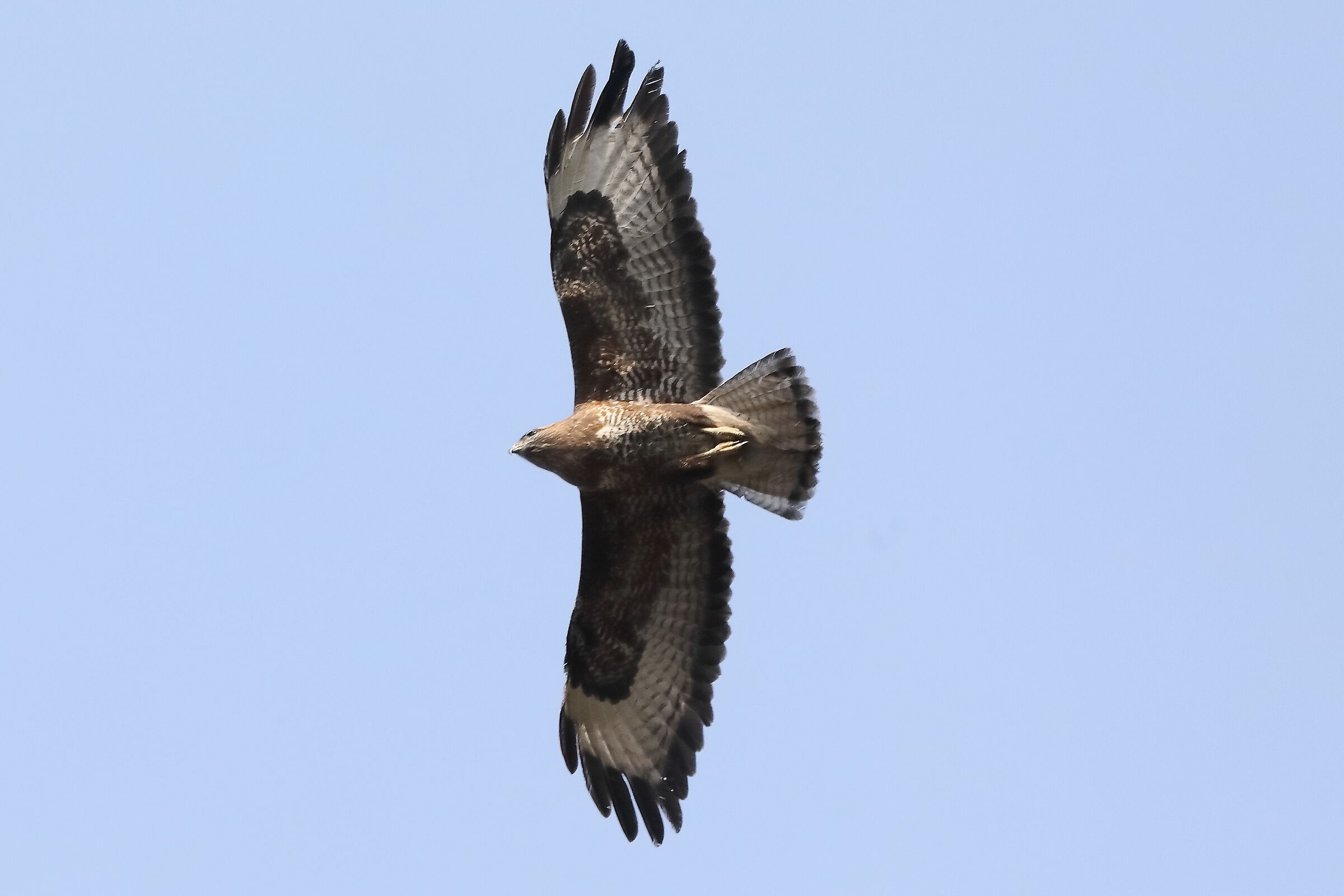 Buzzard 27-03-2022