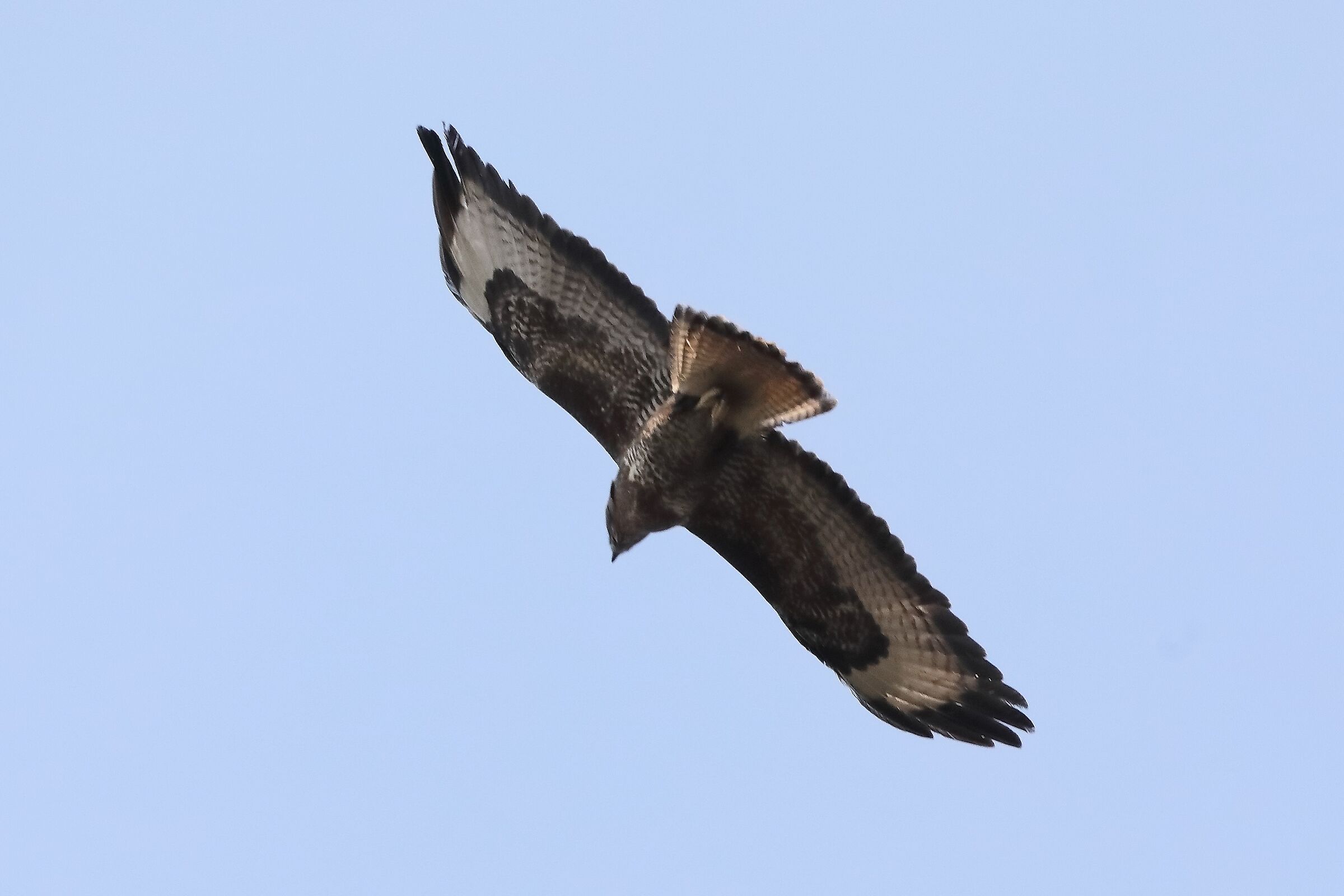 Buzzard 27-03-2022
