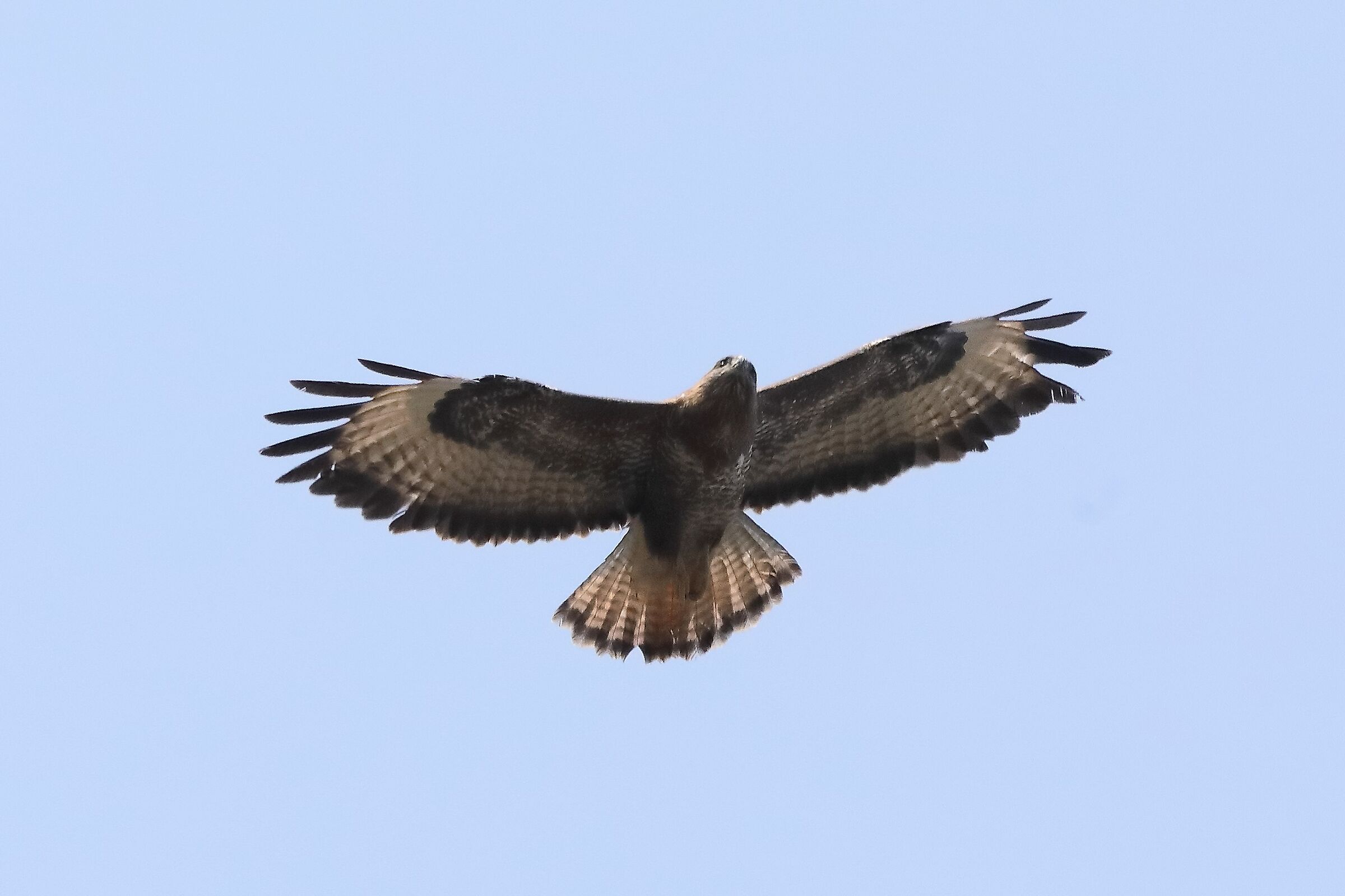 Buzzard 27-03-2022