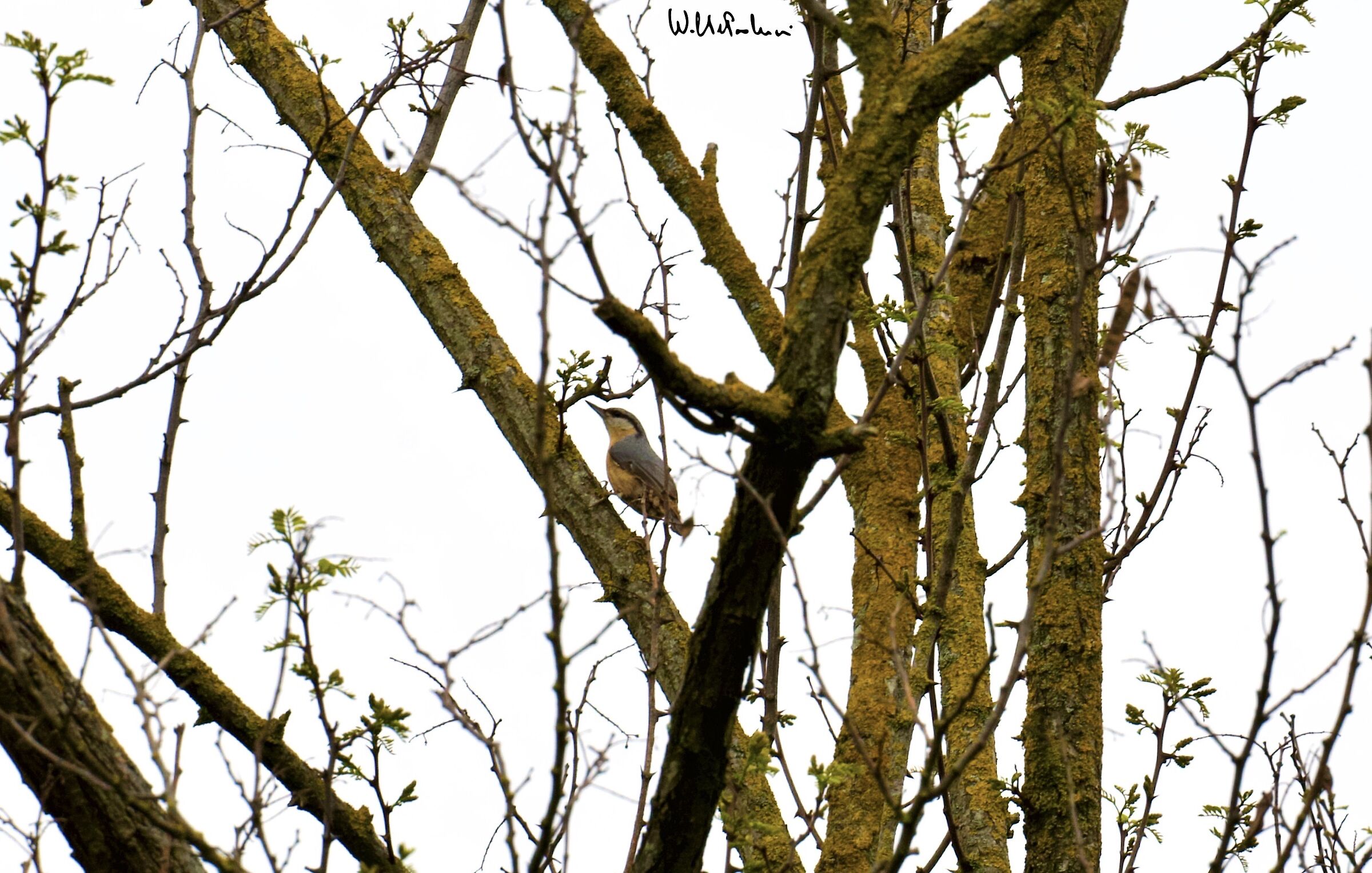 Wood nuthatch