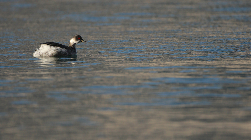 Little Grebe